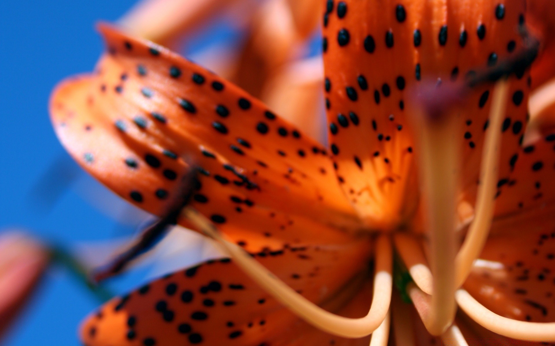 blumen natur unschärfe