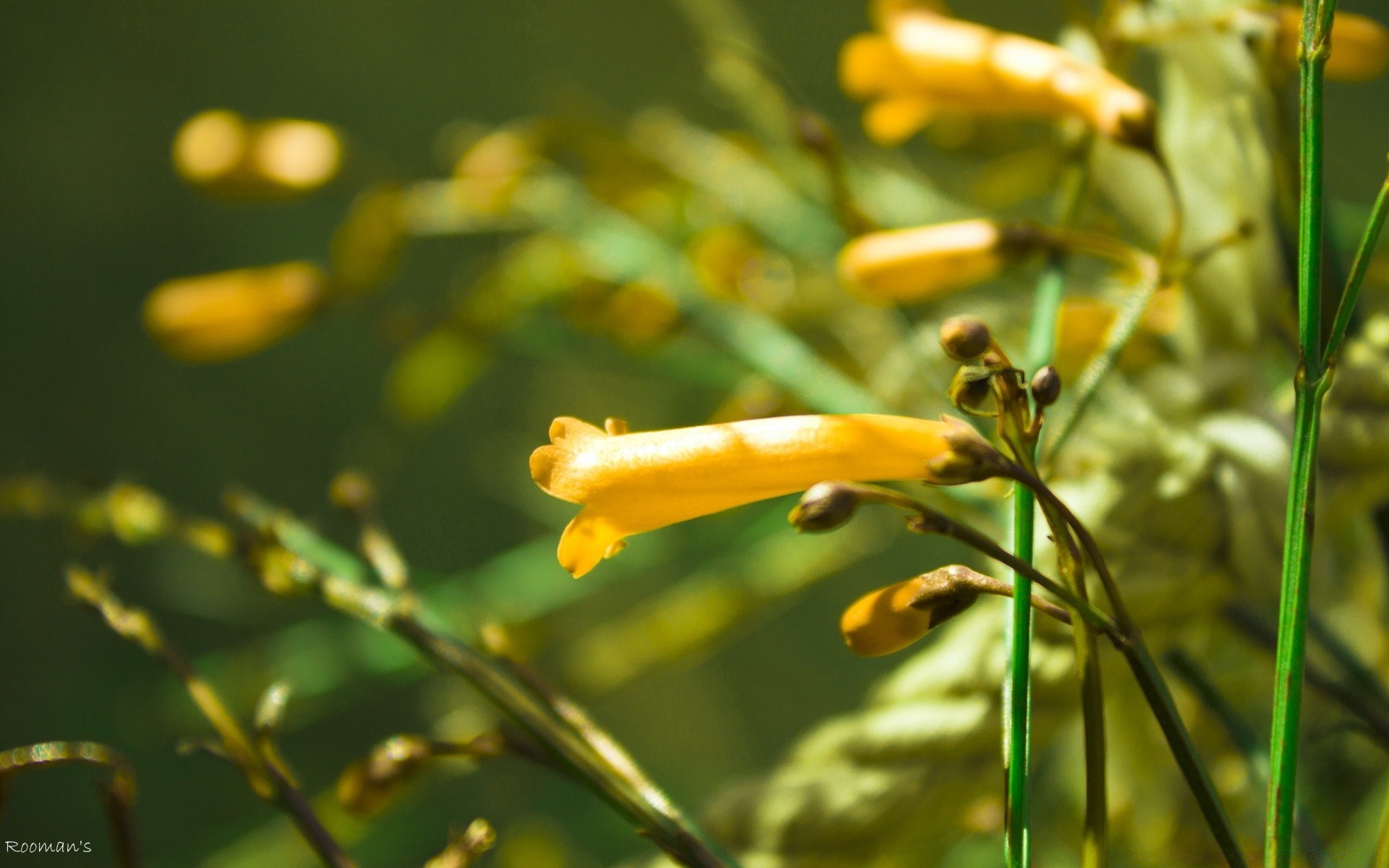 kwiaty natura lato flora liść owad kwiat ogród na zewnątrz trawa kolor jasny dobra pogoda wzrost słońce