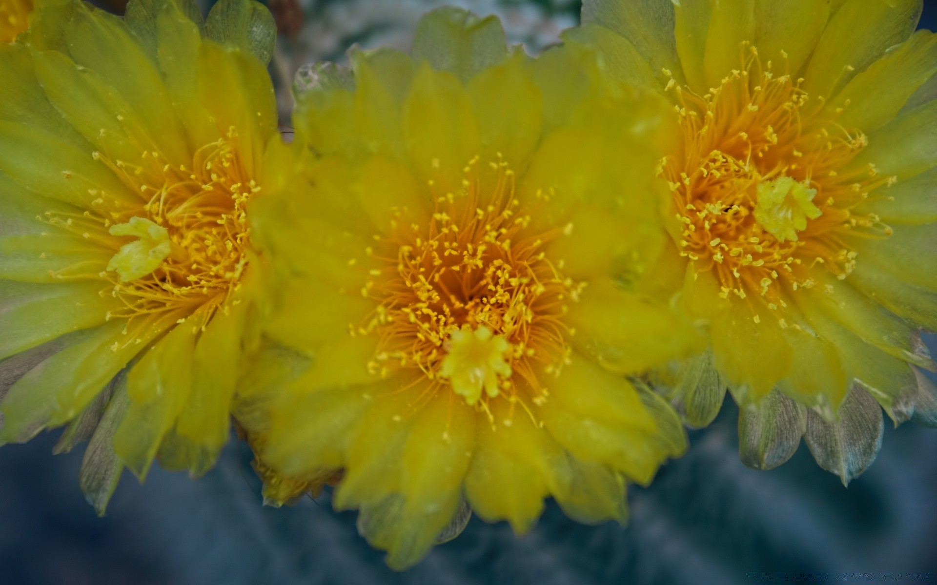 flowers nature flora flower summer blooming outdoors garden bright floral leaf color beautiful petal