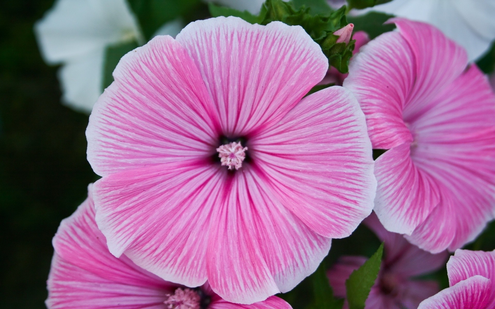 flowers flower garden flora nature petal blooming floral leaf summer color bright beautiful