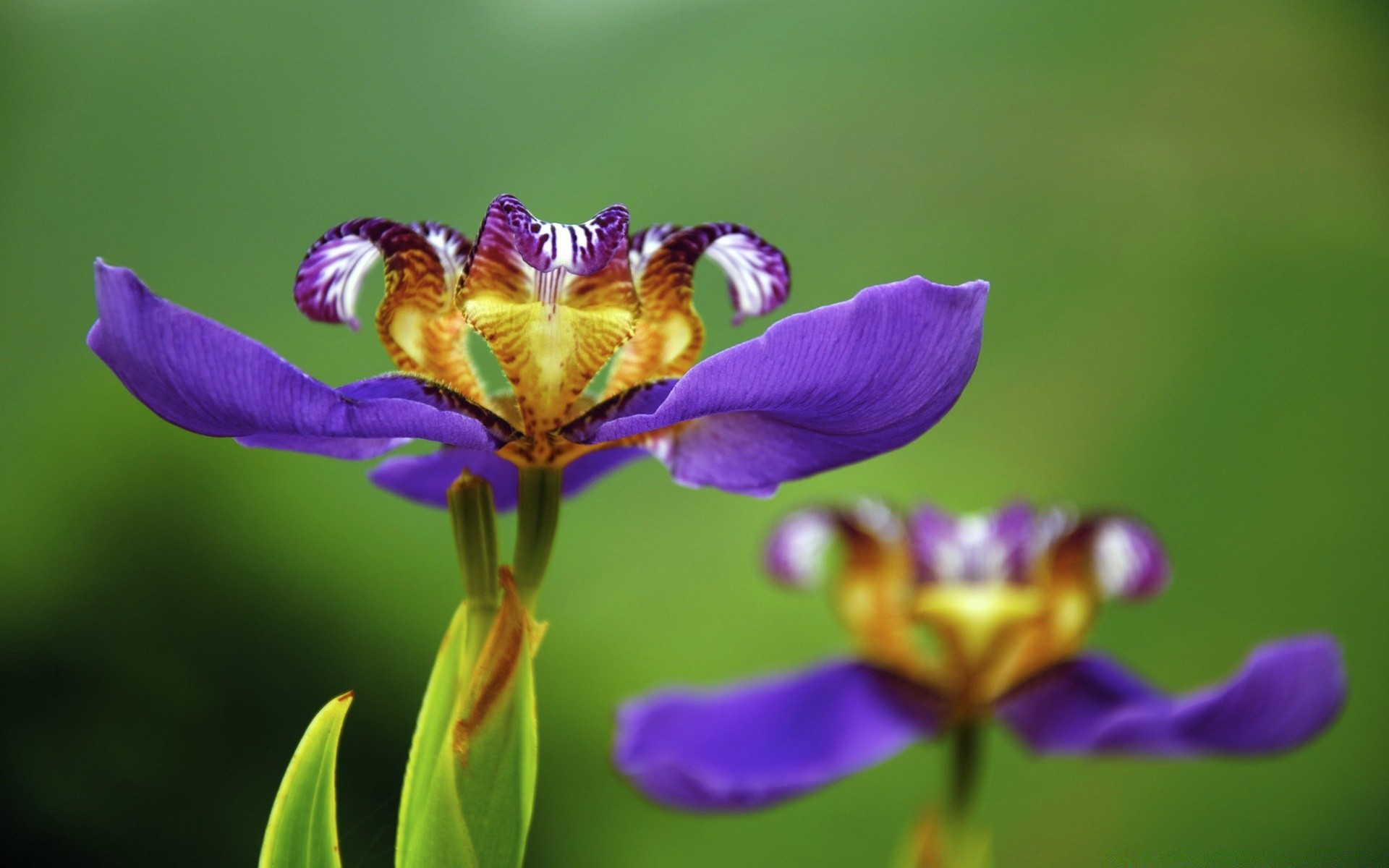 flores naturaleza flor verano flora hoja al aire libre insecto jardín salvaje pétalo primer plano color brillante floral hermoso bluming mariposa polen