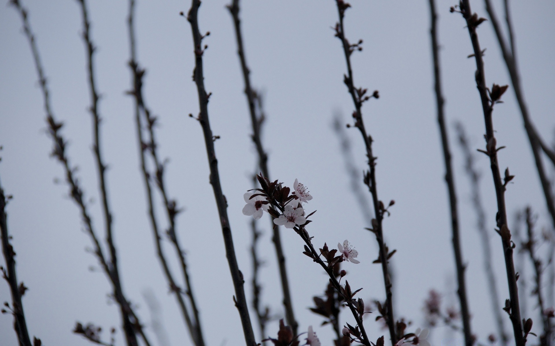 fiori filo spinato albero natura recinzione inverno ramo fiore neve ciliegia all aperto gelo cielo dof mela alba