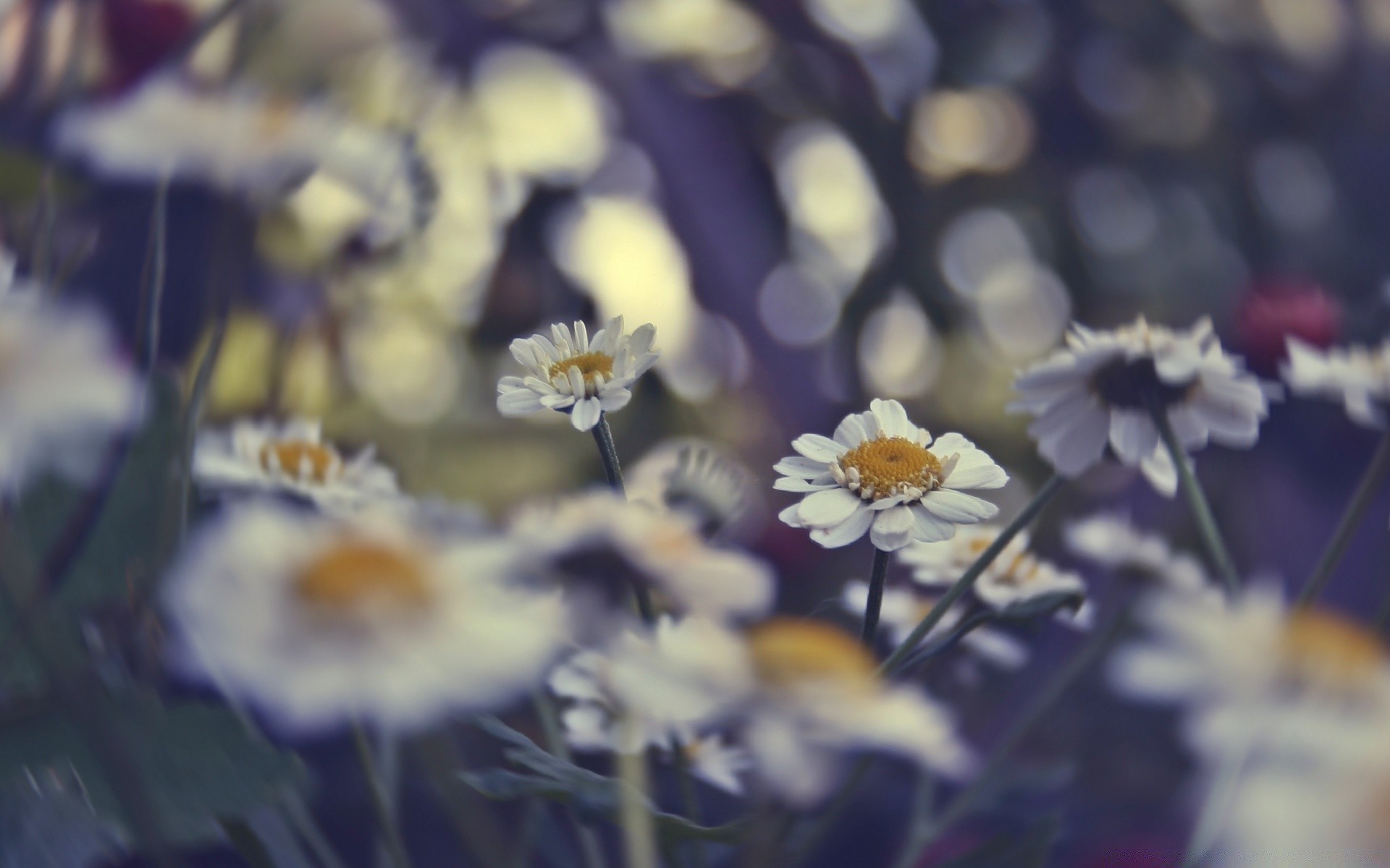 flowers flower nature flora summer garden outdoors bright color blur leaf petal growth blooming season field grass fair weather close-up beautiful