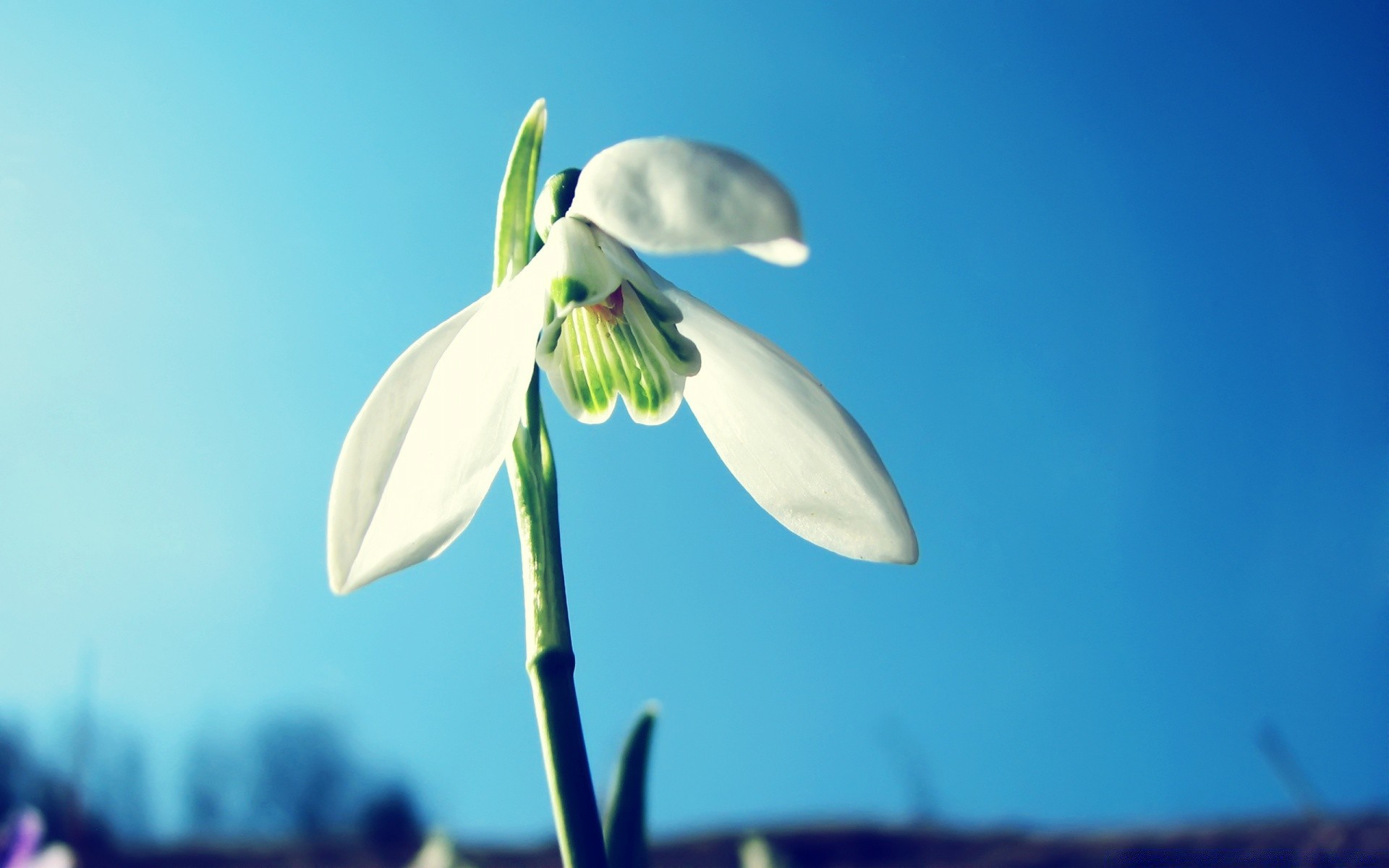 flowers flower nature flora leaf blur outdoors light fair weather growth garden