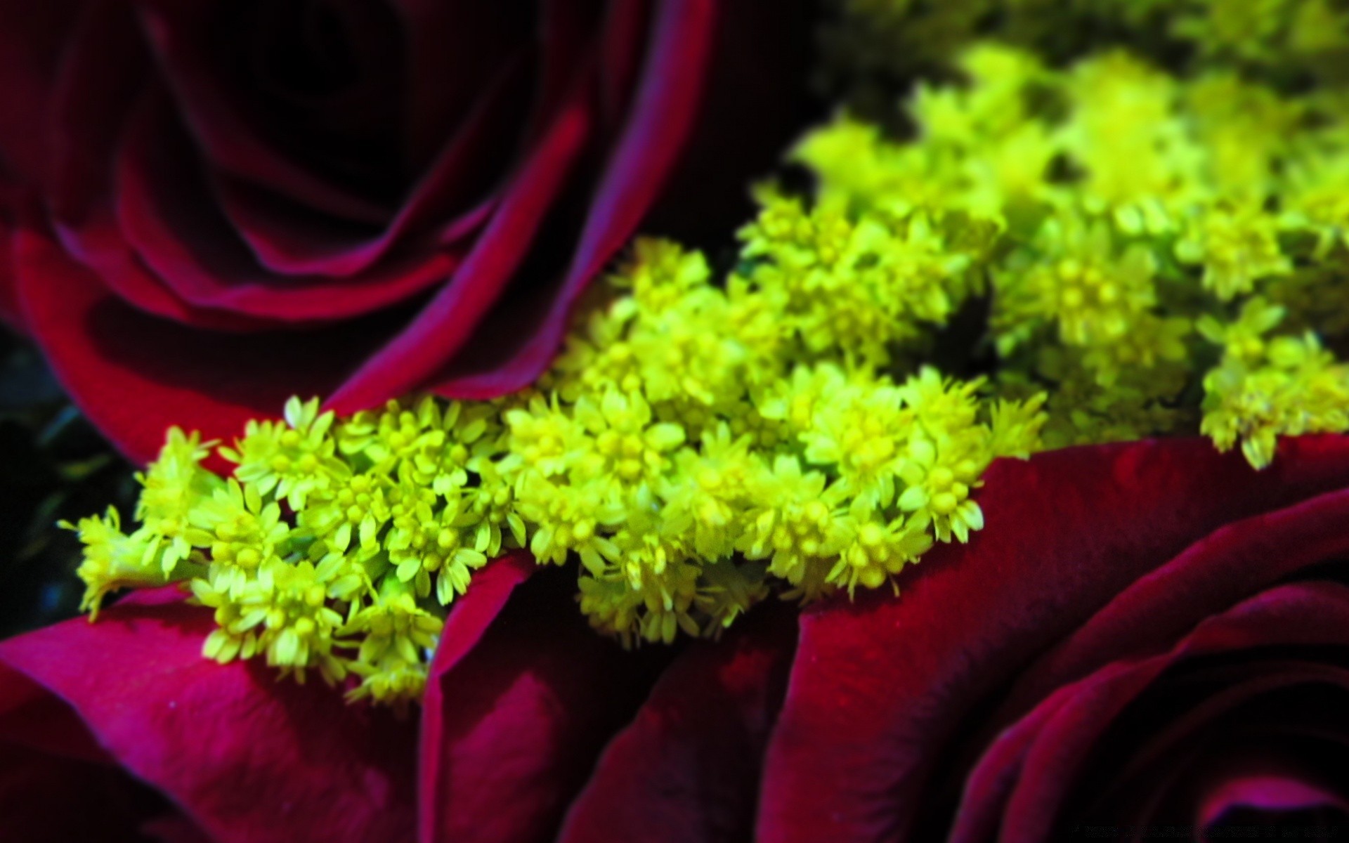 fleurs flore nature fleur feuille jardin croissance à l extérieur couleur bureau nourriture été