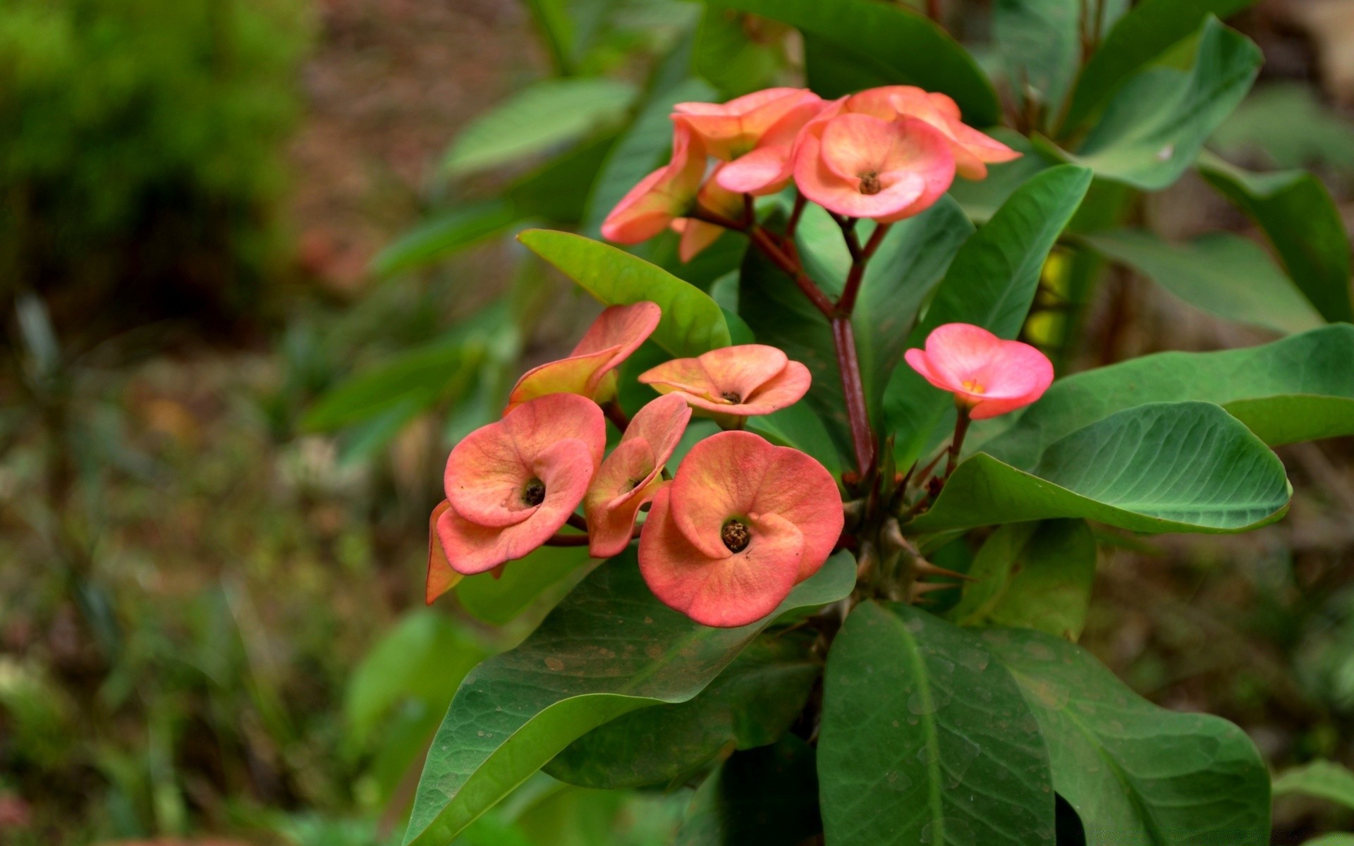 flowers nature leaf flora flower garden summer growth tree color outdoors season floral petal close-up blooming bright park