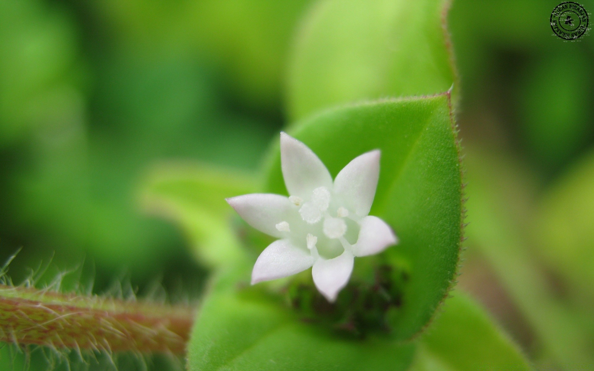 kwiaty liść natura flora wzrost zbliżenie ogród mało lato na zewnątrz