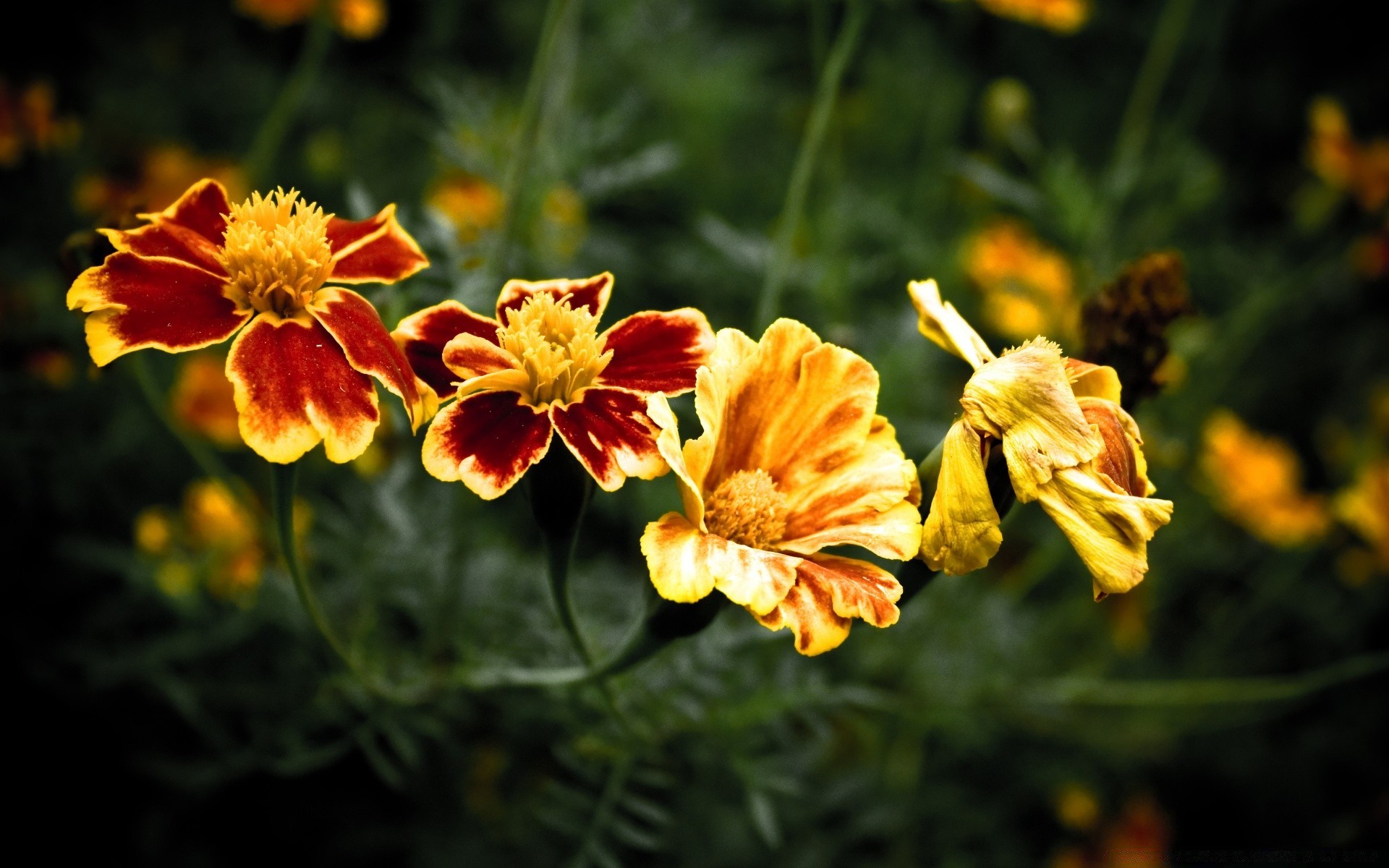 kwiaty kwiat natura flora ogród lato płatek jasny liść kwiatowy rozkwit sezon kolor wzrost na zewnątrz zbliżenie pole botaniczna dekoracja