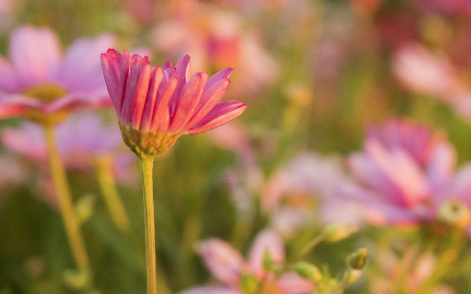 fleurs nature fleur été flore jardin lumineux feuille croissance à l extérieur beau temps couleur pétale floral bluming champ gros plan herbe parc saison