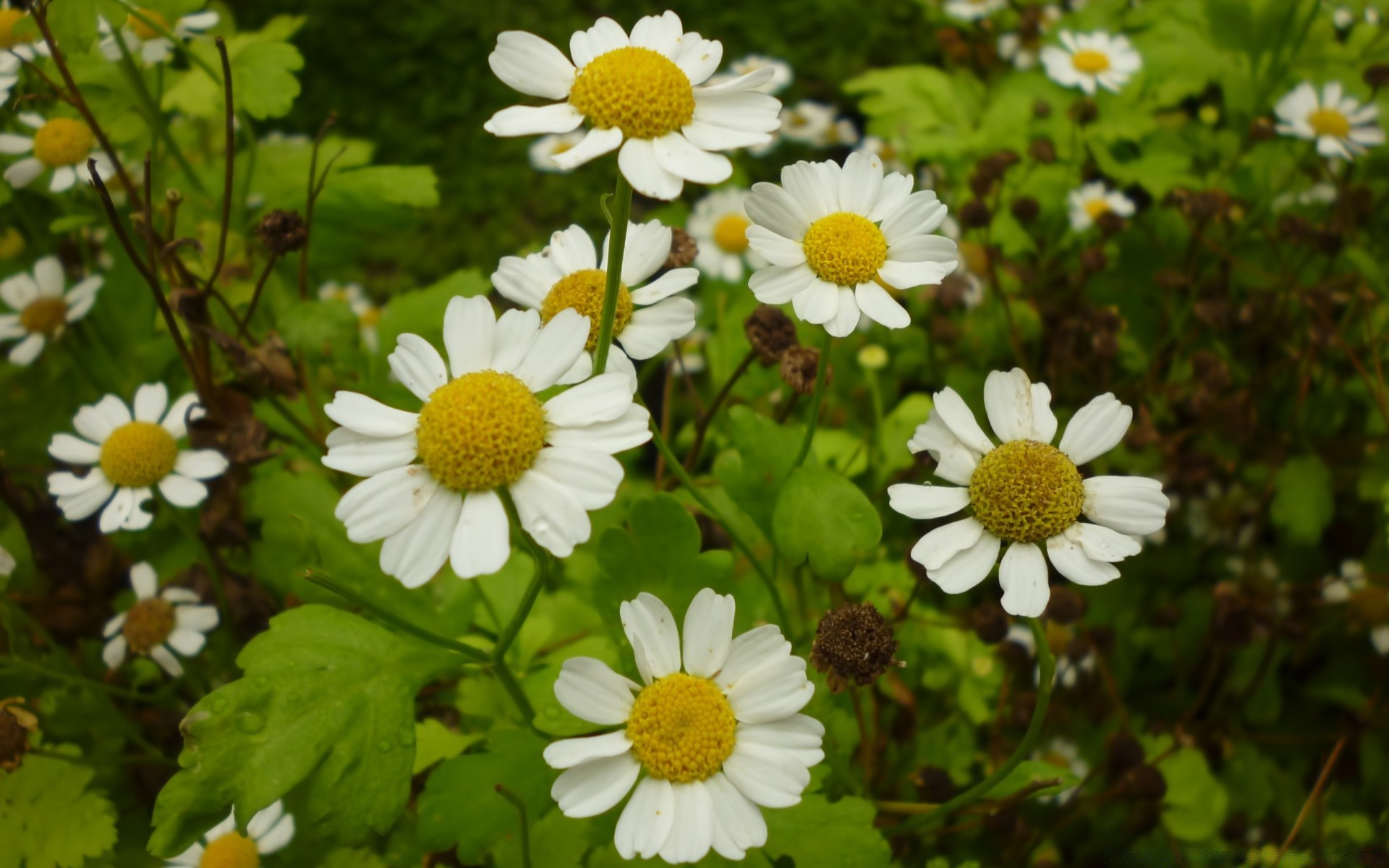 fleurs fleur nature été flore camomille feuille jardin foin floral pétale bluming lumineux couleur herbe