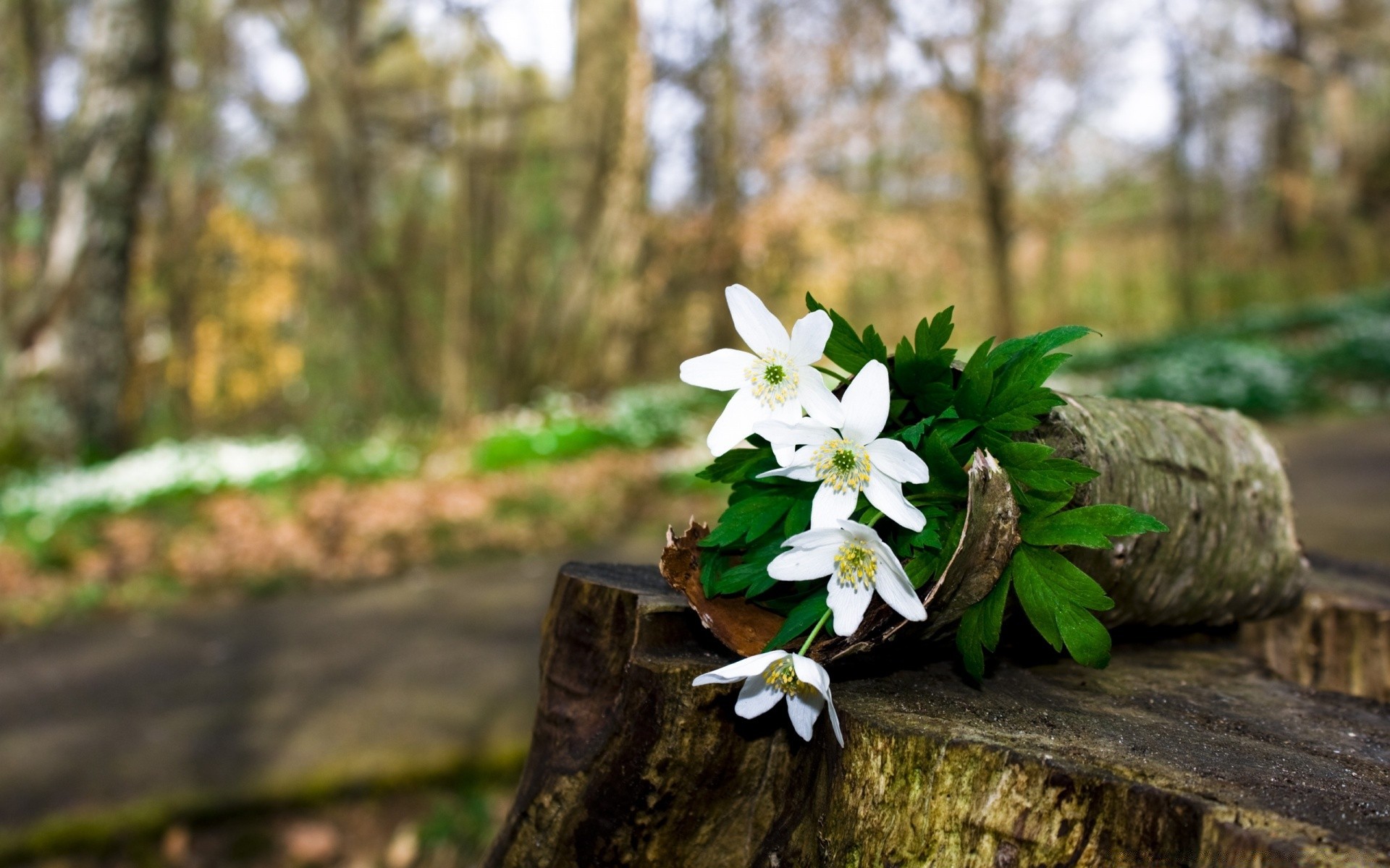 flowers nature wood tree flower leaf outdoors flora growth park garden wild summer season