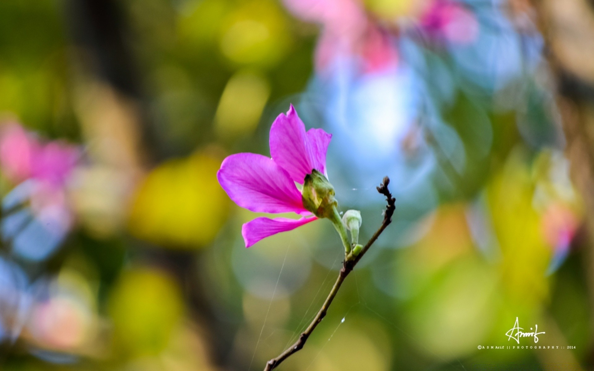 fiori natura fiore estate flora foglia giardino all aperto luminoso crescita bel tempo petalo colore sfocatura fioritura