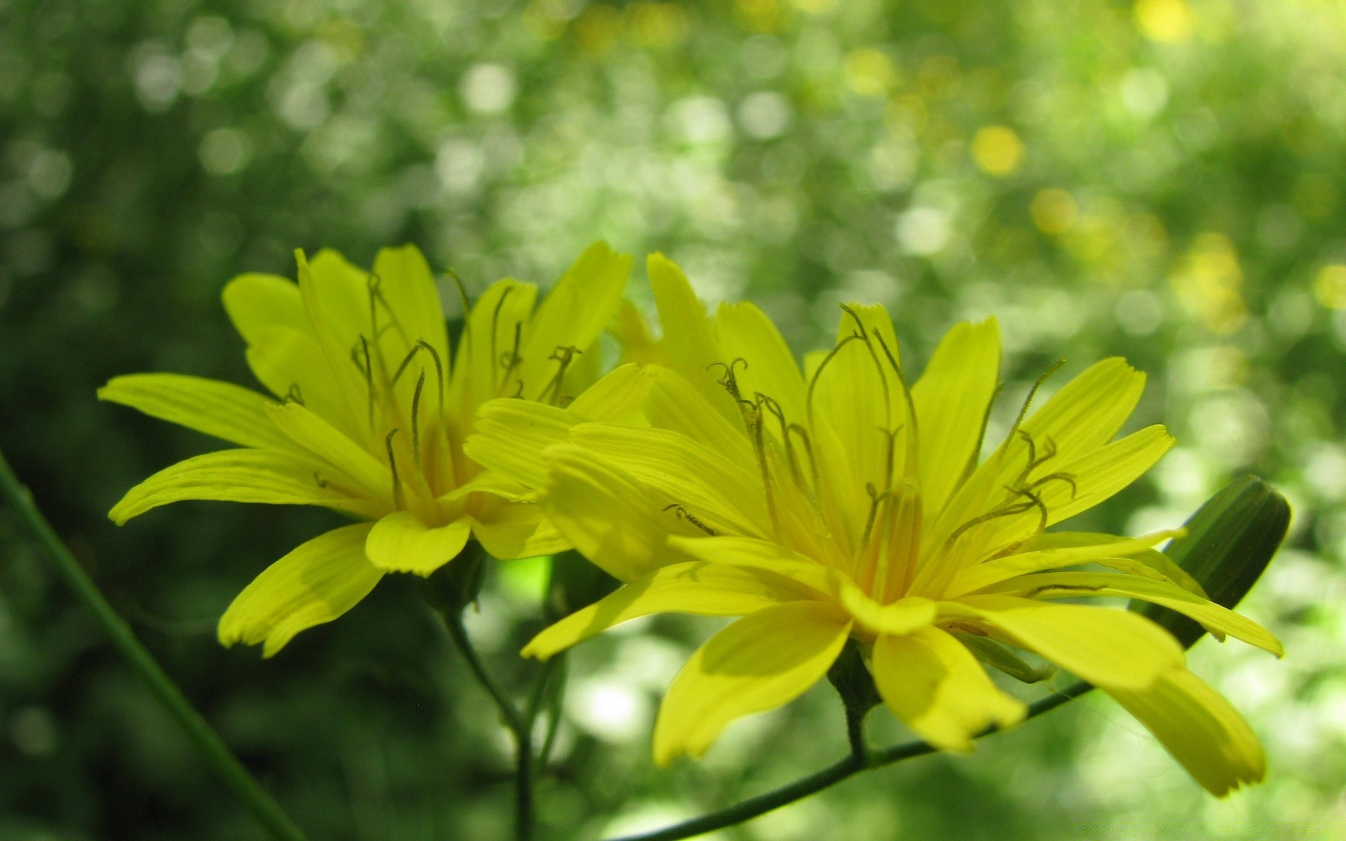 çiçekler doğa çiçek yaz flora yaprak bahçe parlak büyüme çiçeklenme petal çiçek renk ortamlar açık havada sezon güzel yakın çekim güzel hava çimen