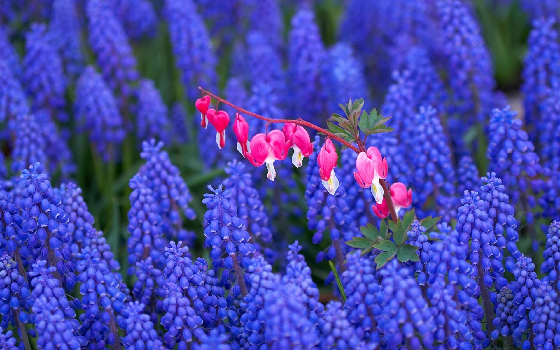 flowers nature flower flora color garden floral field bright outdoors blooming beautiful