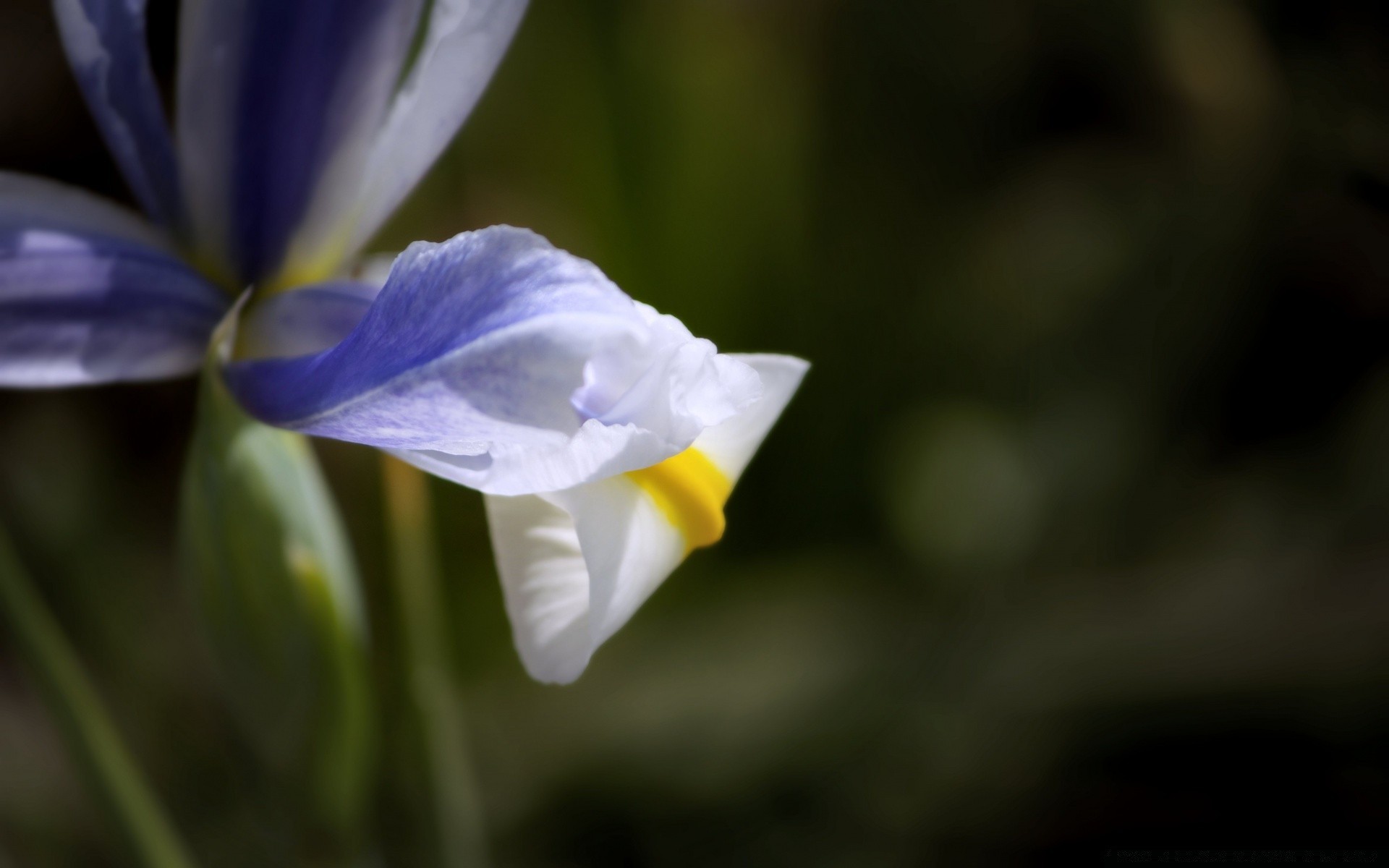 fleurs fleur nature feuille flou flore à l extérieur pétale délicat été jardin croissance