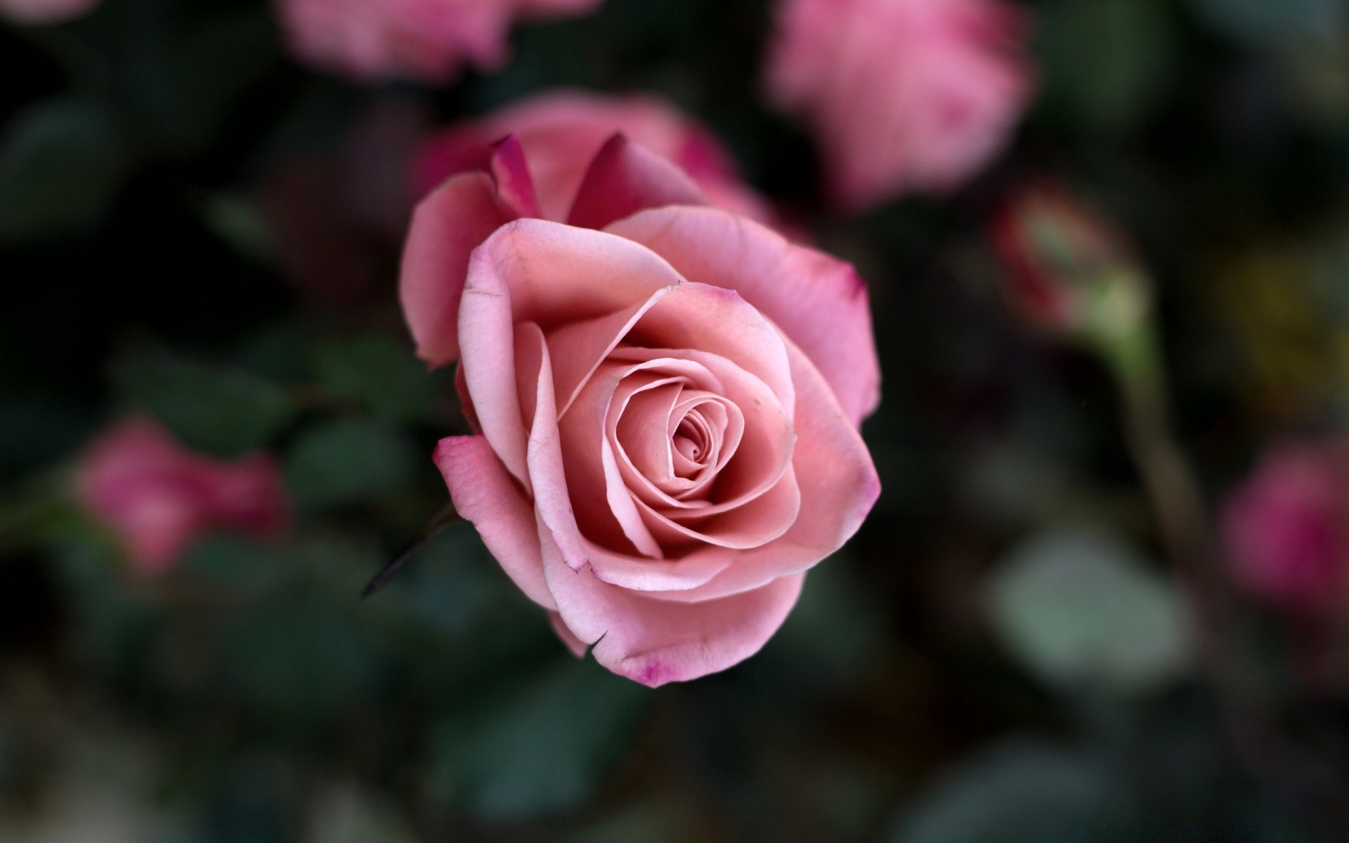 çiçekler gül çiçek taçyaprağı romantizm aşk flora çiçeklenme doğa çiçek yaprak buket romantik düğün dostum bahçe narin botanik