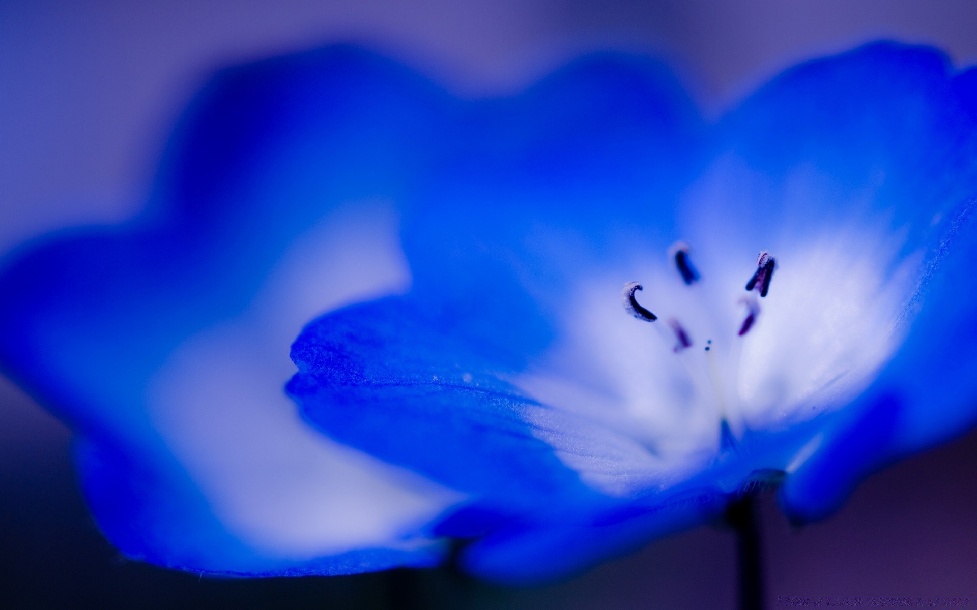 blumen unschärfe blume abstrakt natur kunst farbe licht hell desktop regen