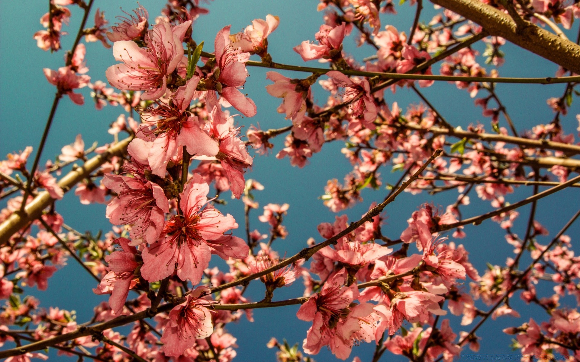 flowers tree branch cherry flower flora season nature growth close-up garden petal outdoors blooming bud bright freshness color park springtime