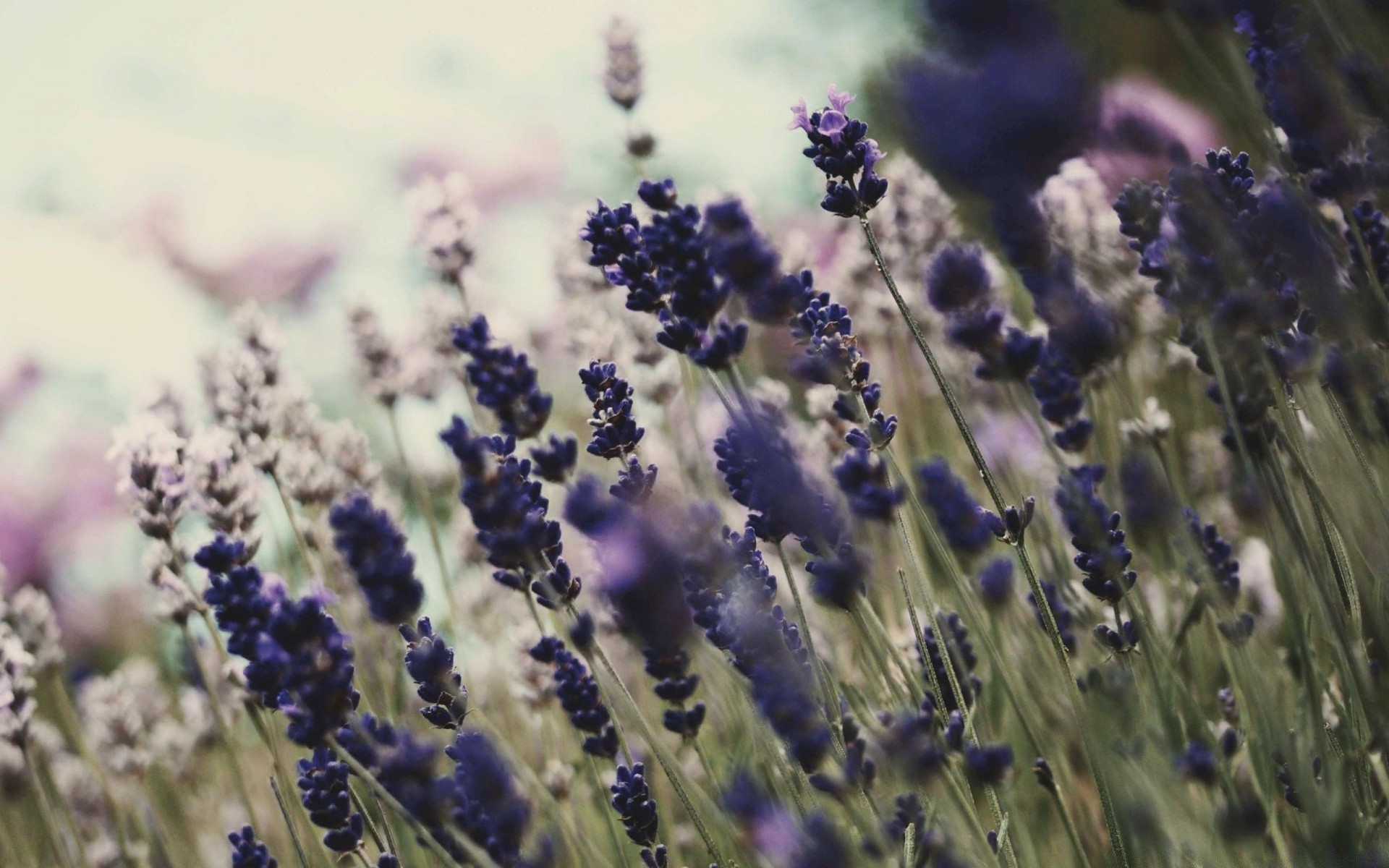 flowers flower lavender flora nature field violet floral blooming color outdoors garden perfume close-up herb herbal summer aromatherapy aromatic