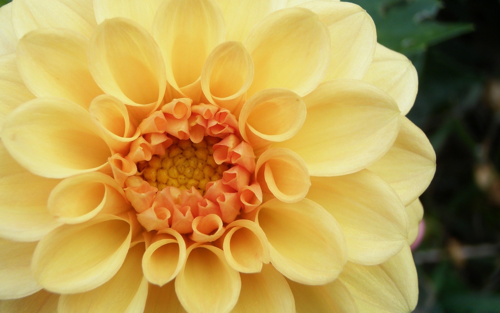 flowers nature flower flora garden summer color floral bright beautiful close-up petal leaf blooming