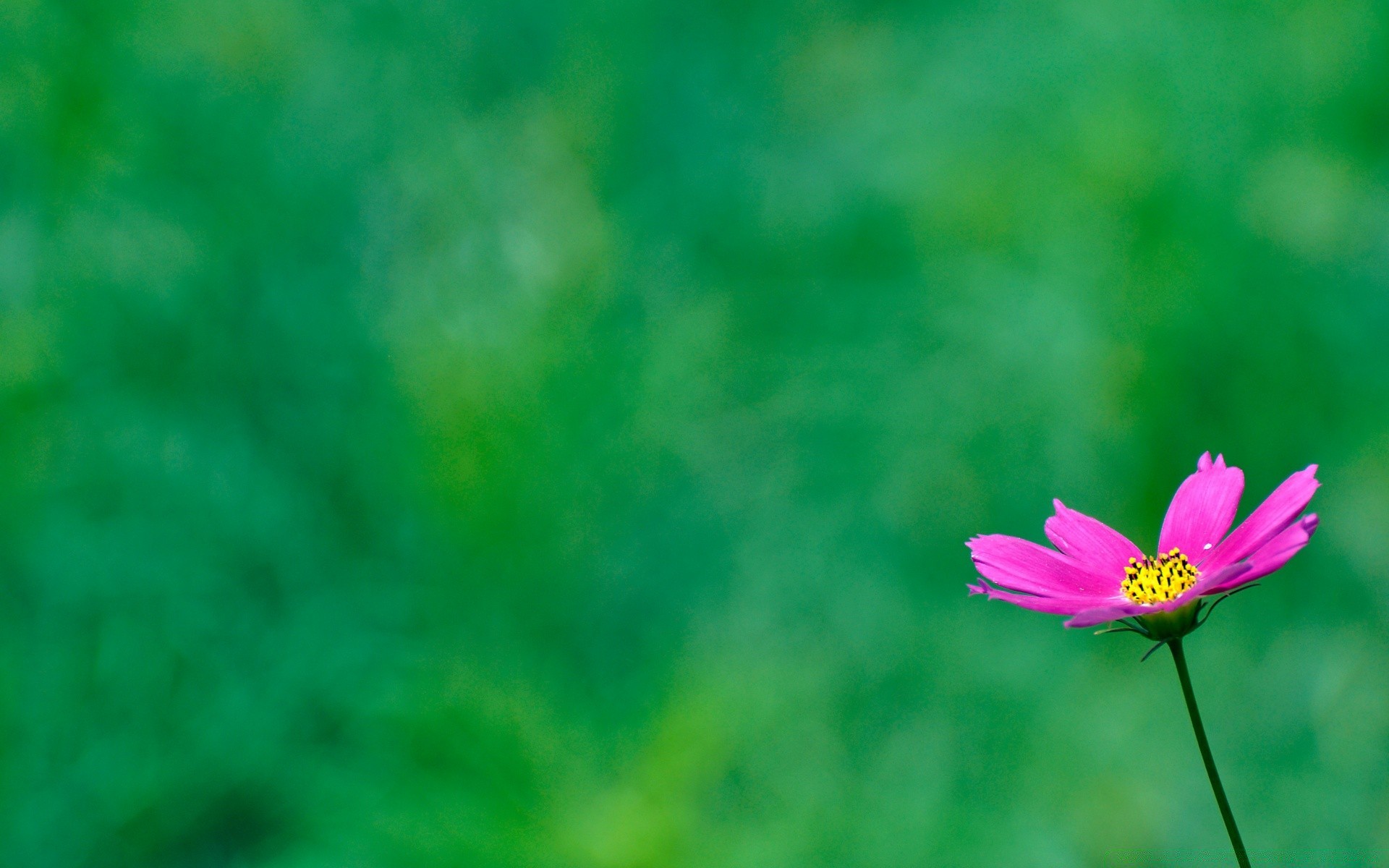 çiçekler doğa çiçek yaz yaprak flora parlak büyüme çimen açık havada renk bulanıklık bahçe güzel hava