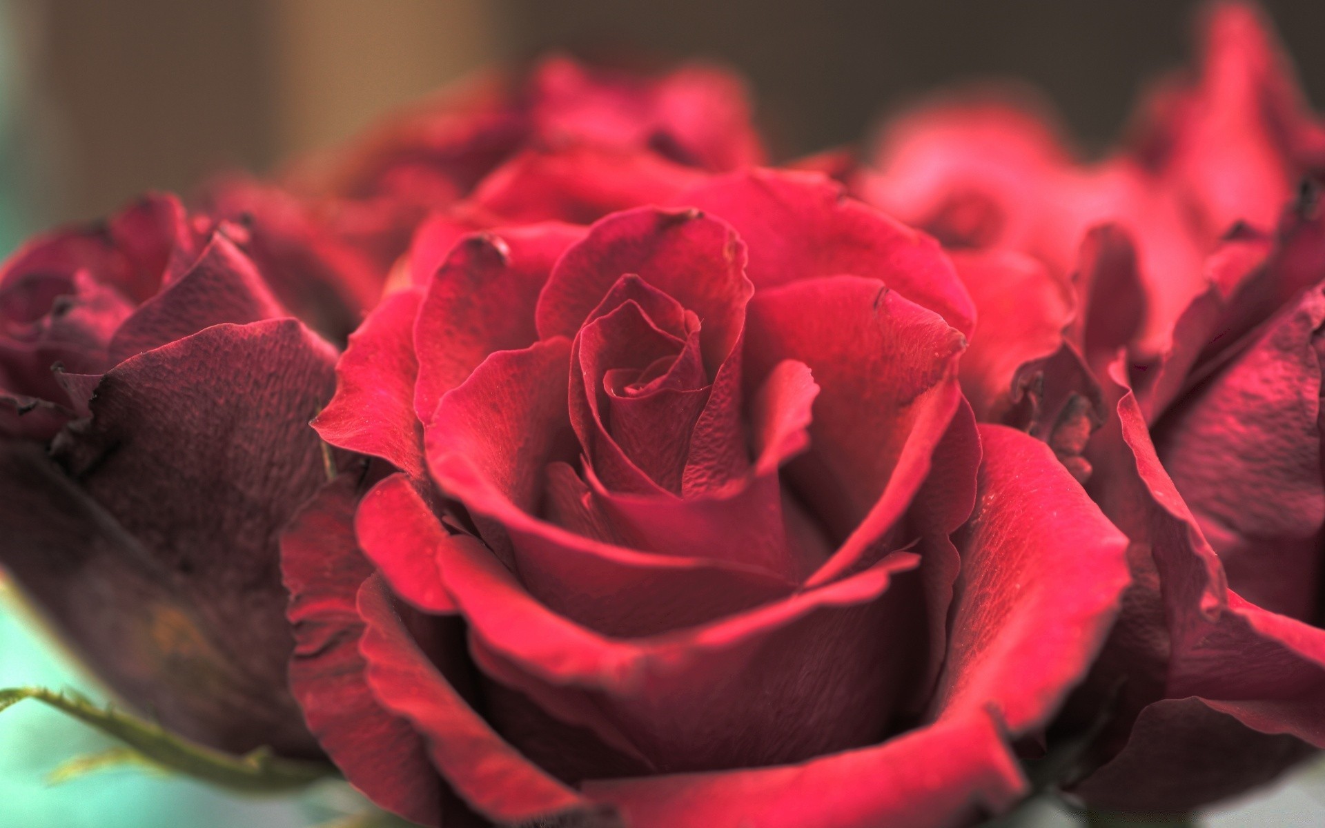 çiçekler gül çiçek aşk romantizm taçyaprağı romantik düğün çiçek doğa çiçeklenme flora hediye buket yaprak yıldönümü güzel renk dostum