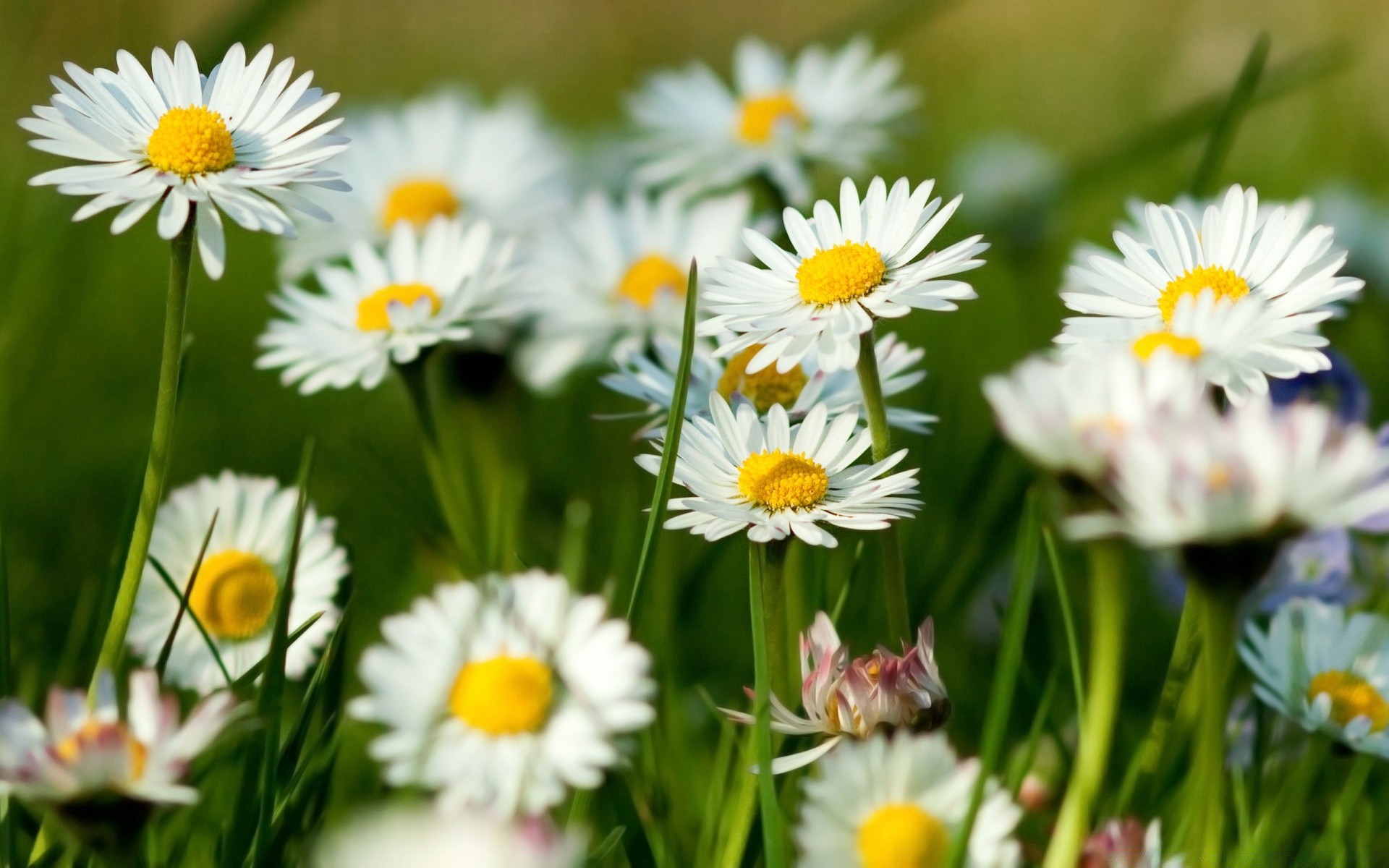 flowers nature flora flower summer garden field floral grass leaf chamomile bright hayfield blooming growth petal fair weather season color rural