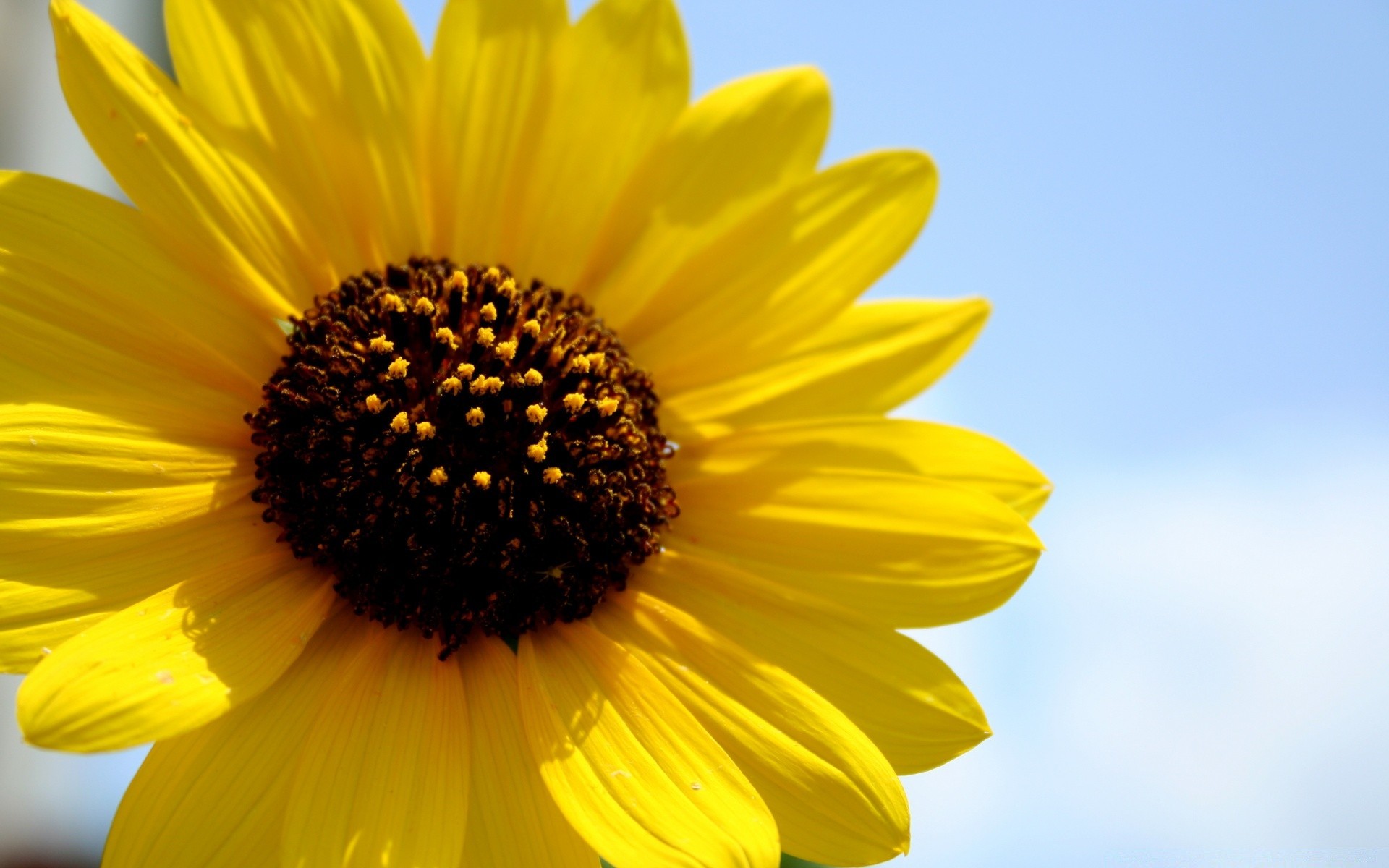 flowers nature flower summer flora bright sunflower growth leaf fair weather beautiful color close-up outdoors garden pollen