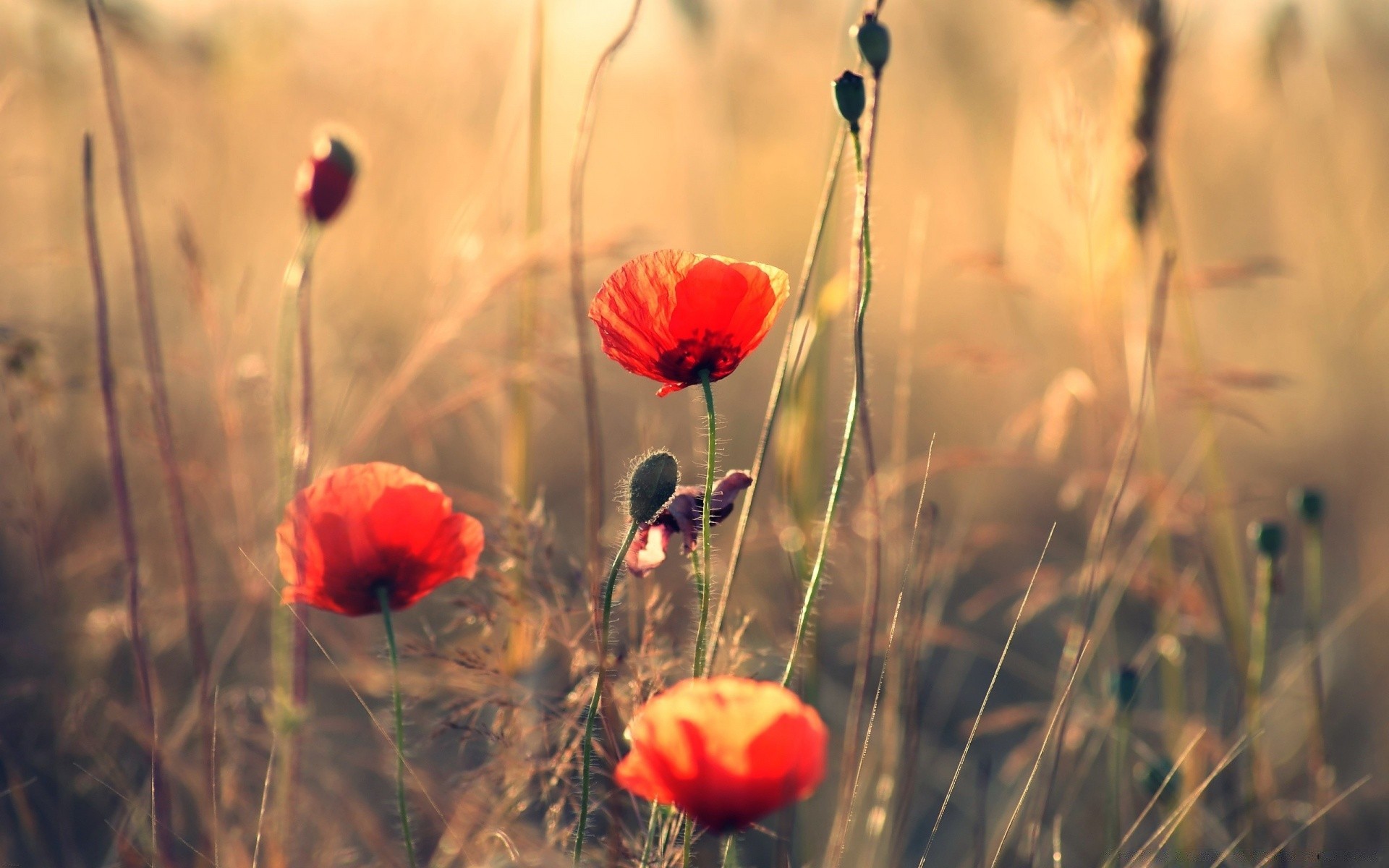 blumen blume poppy natur feld gras im freien sommer flora des ländlichen heuhaufen garten sonne blatt gutes wetter farbe hell jahreszeit unschärfe