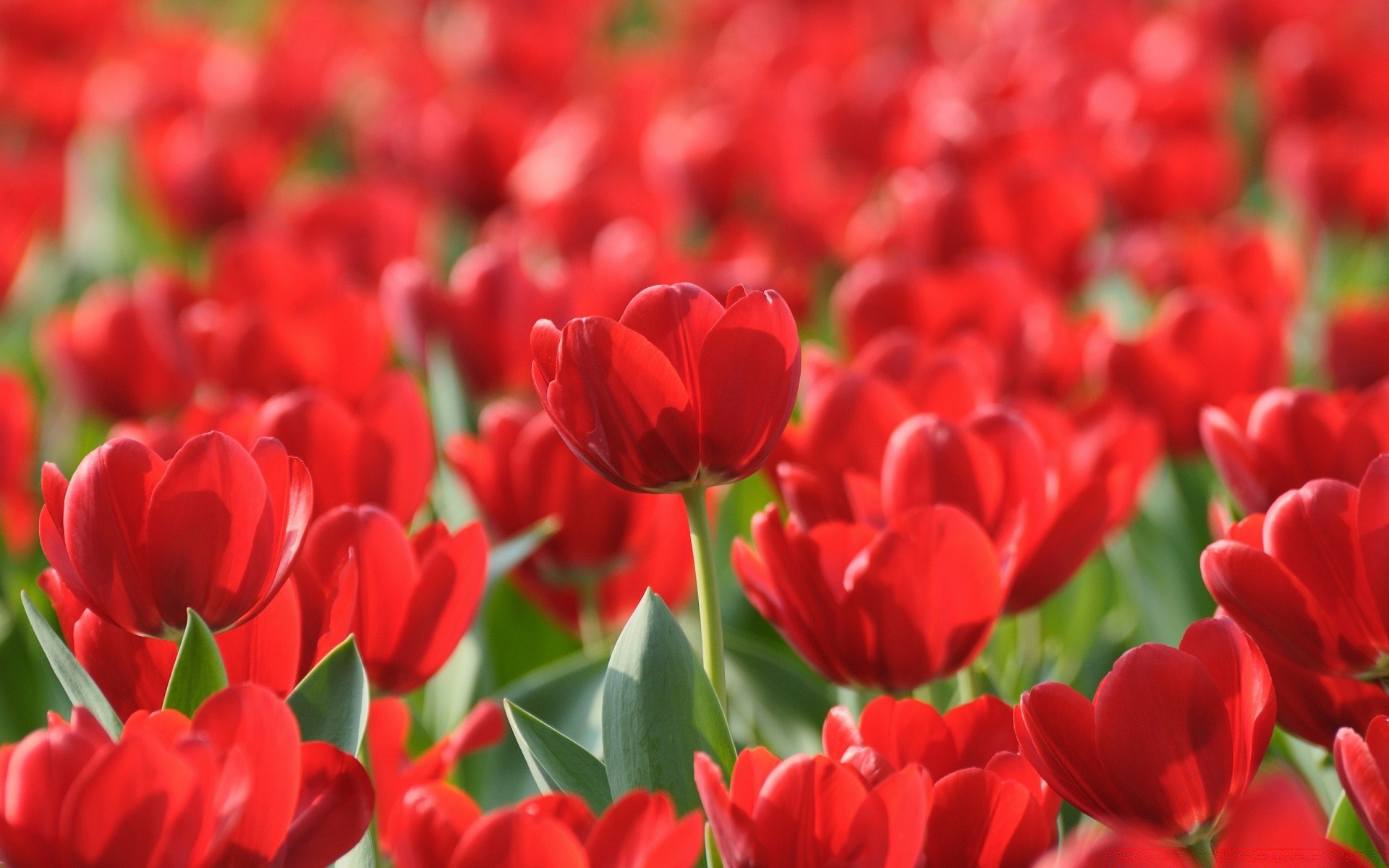 kwiaty tulipan kwiat ogród flora natura pole kolor kwiatowy płatek liść bluming lato wzrost jasny sezon romans miłość lampy wielkanoc