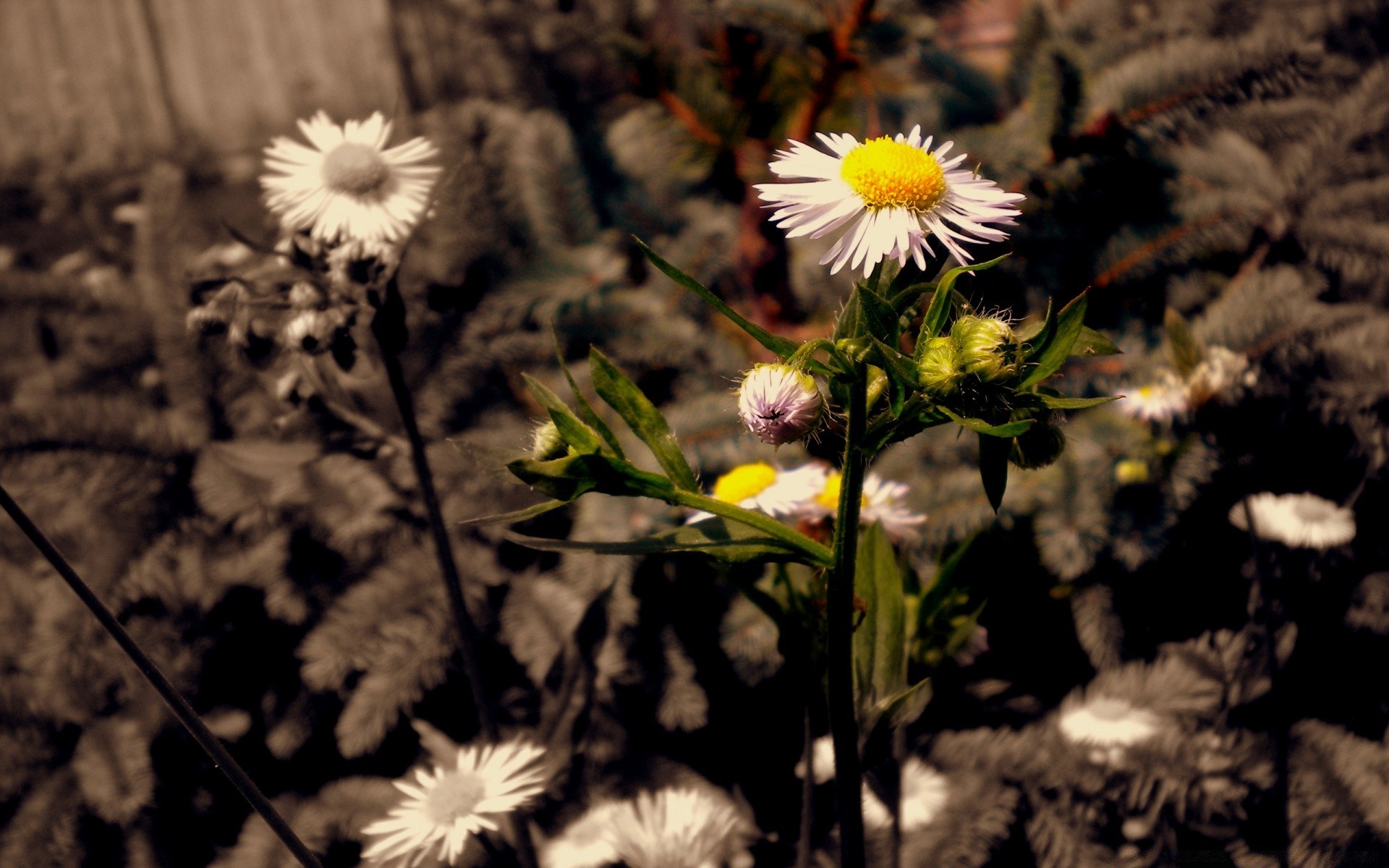 flowers flower nature flora summer floral field color garden grass blooming growth outdoors leaf petal beautiful sun