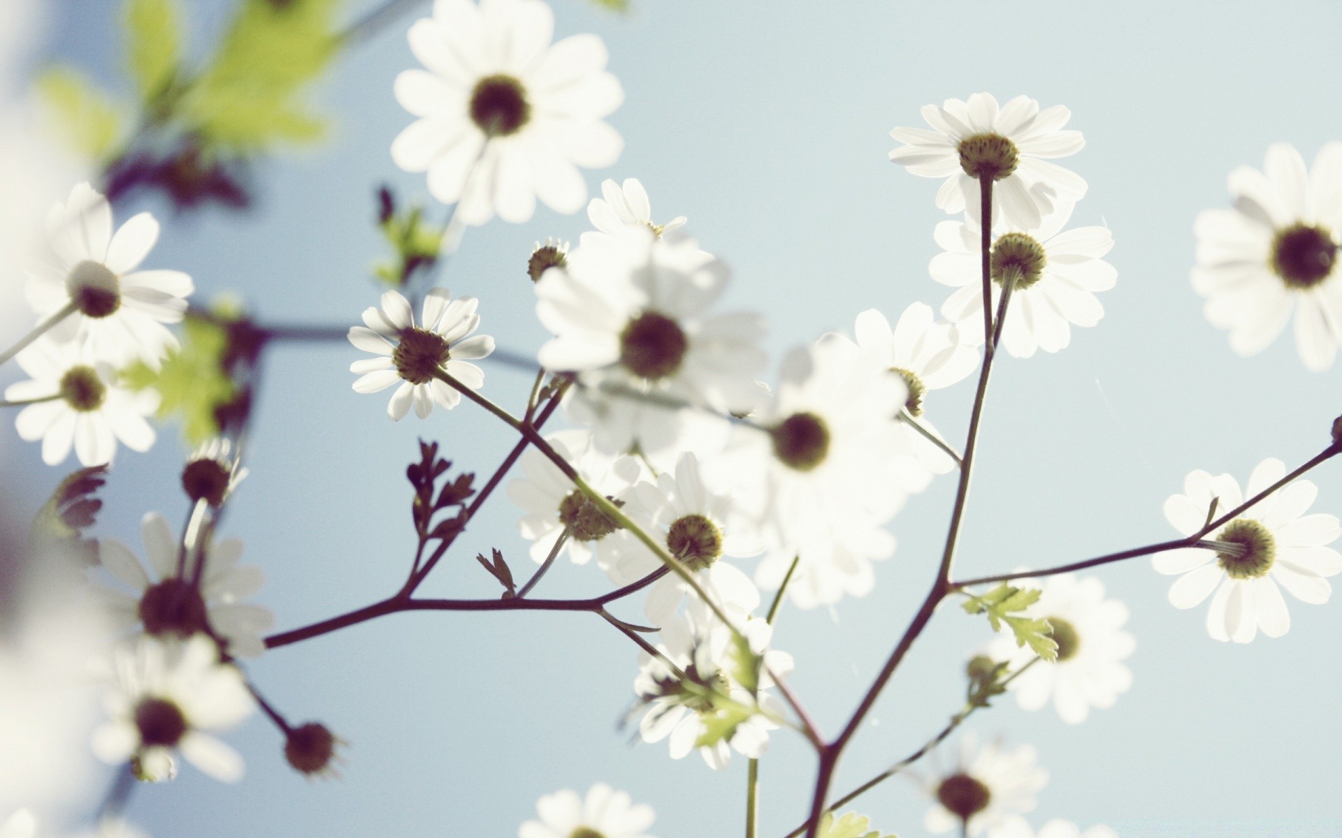 flowers flower nature flora summer leaf growth petal bright sun garden outdoors blooming cherry close-up floral beautiful delicate fair weather