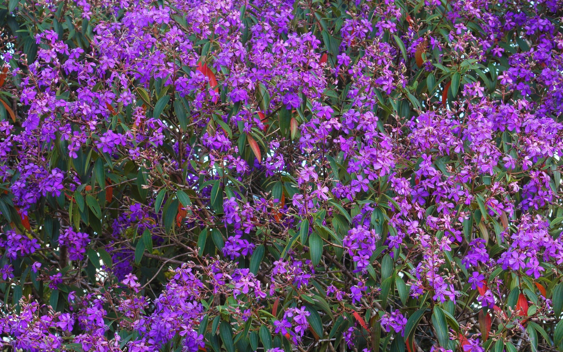 fiori fiore flora giardino fiore floreale viola natura estate petalo foglia colore all aperto campo profumo parco perenne arbusto