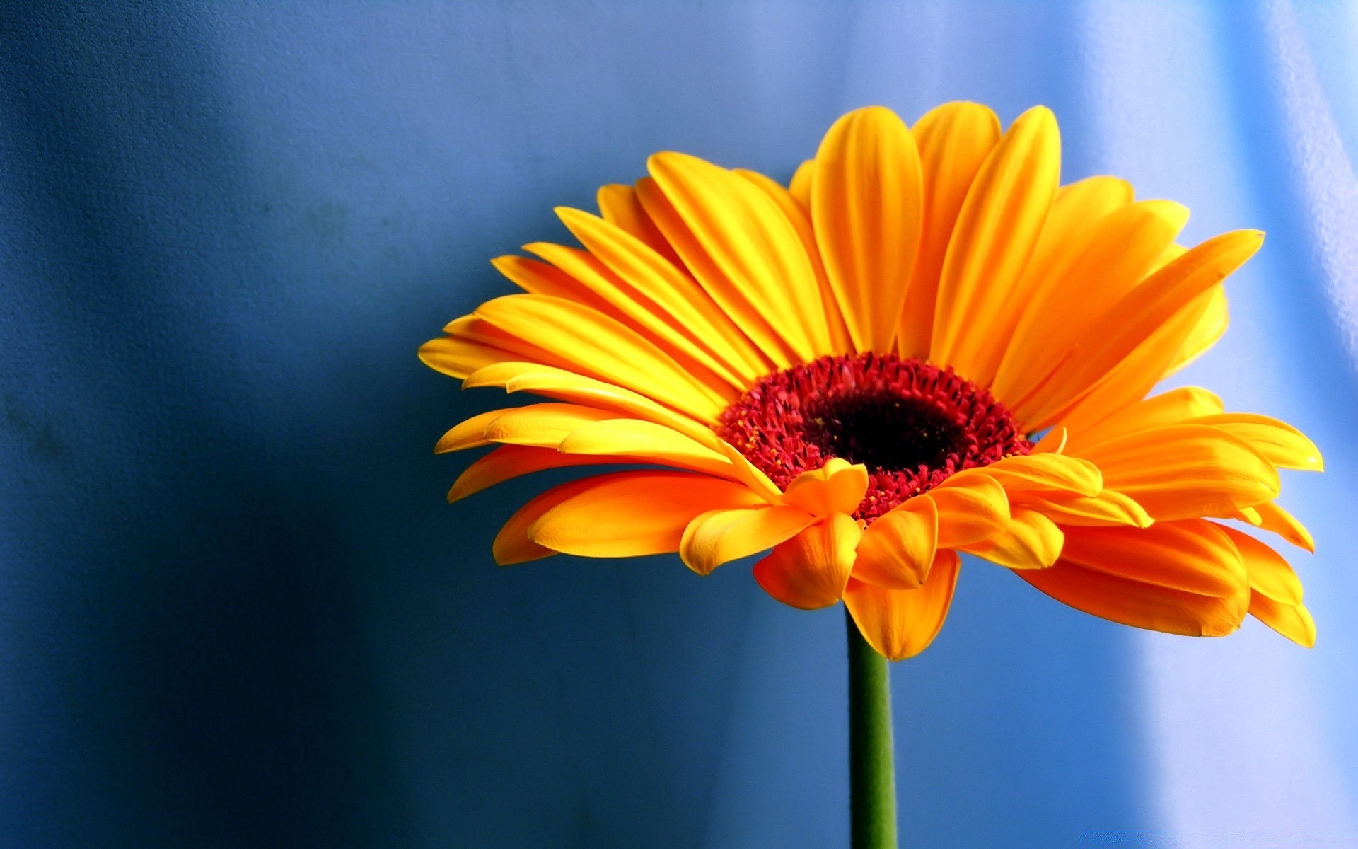 flowers nature summer bright flora flower growth petal