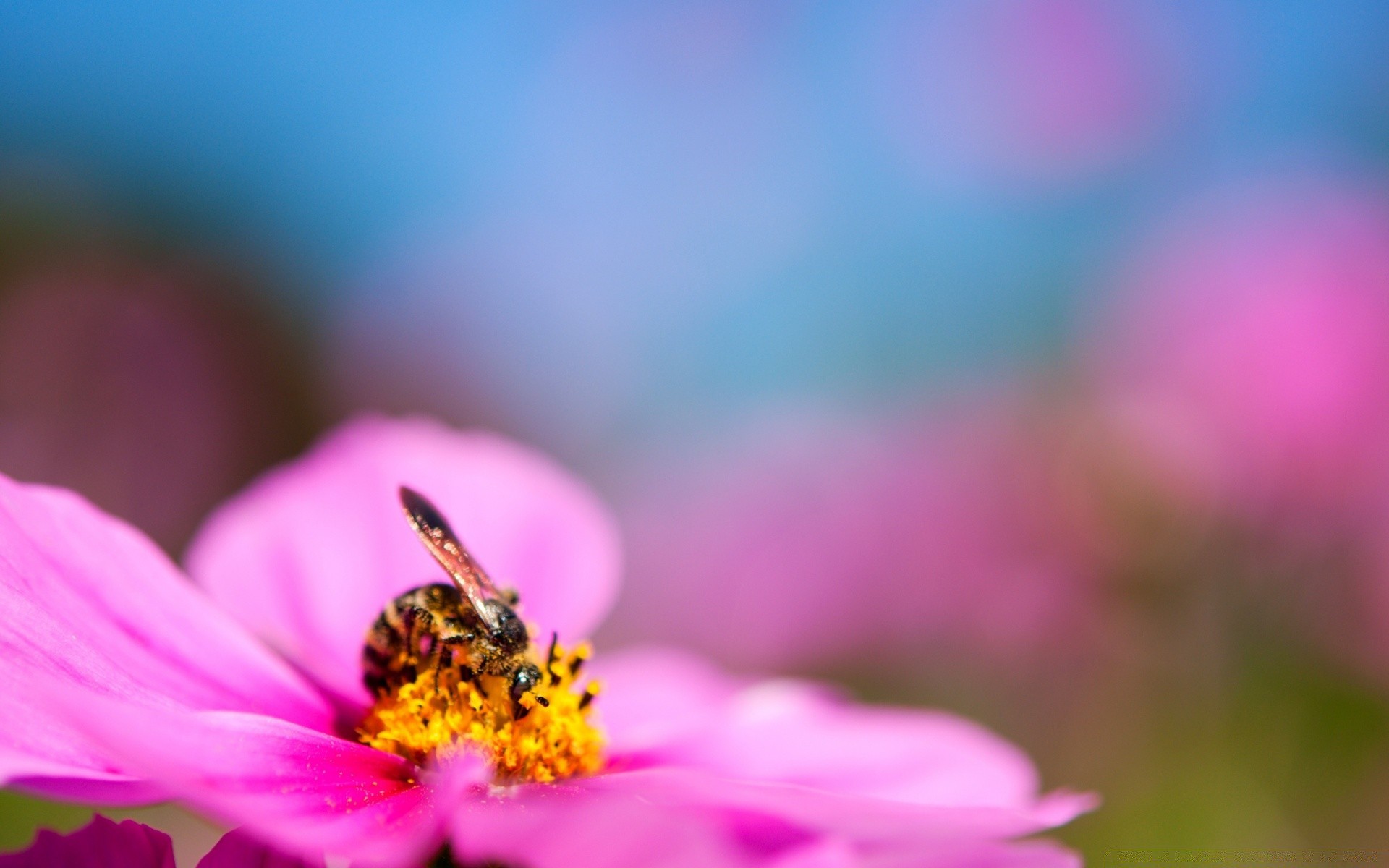 blumen natur blume sommer insekt unschärfe biene pollen dof garten hell blatt flora im freien gutes wetter gras farbe