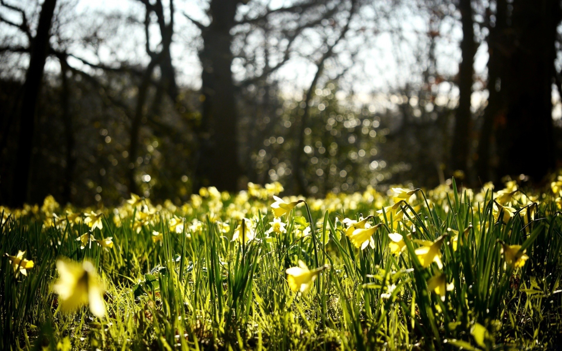 flores naturaleza flor temporada hierba buen tiempo parque hoja flora heno brillante sol primavera jardín crecimiento verano campo rural paisaje al aire libre