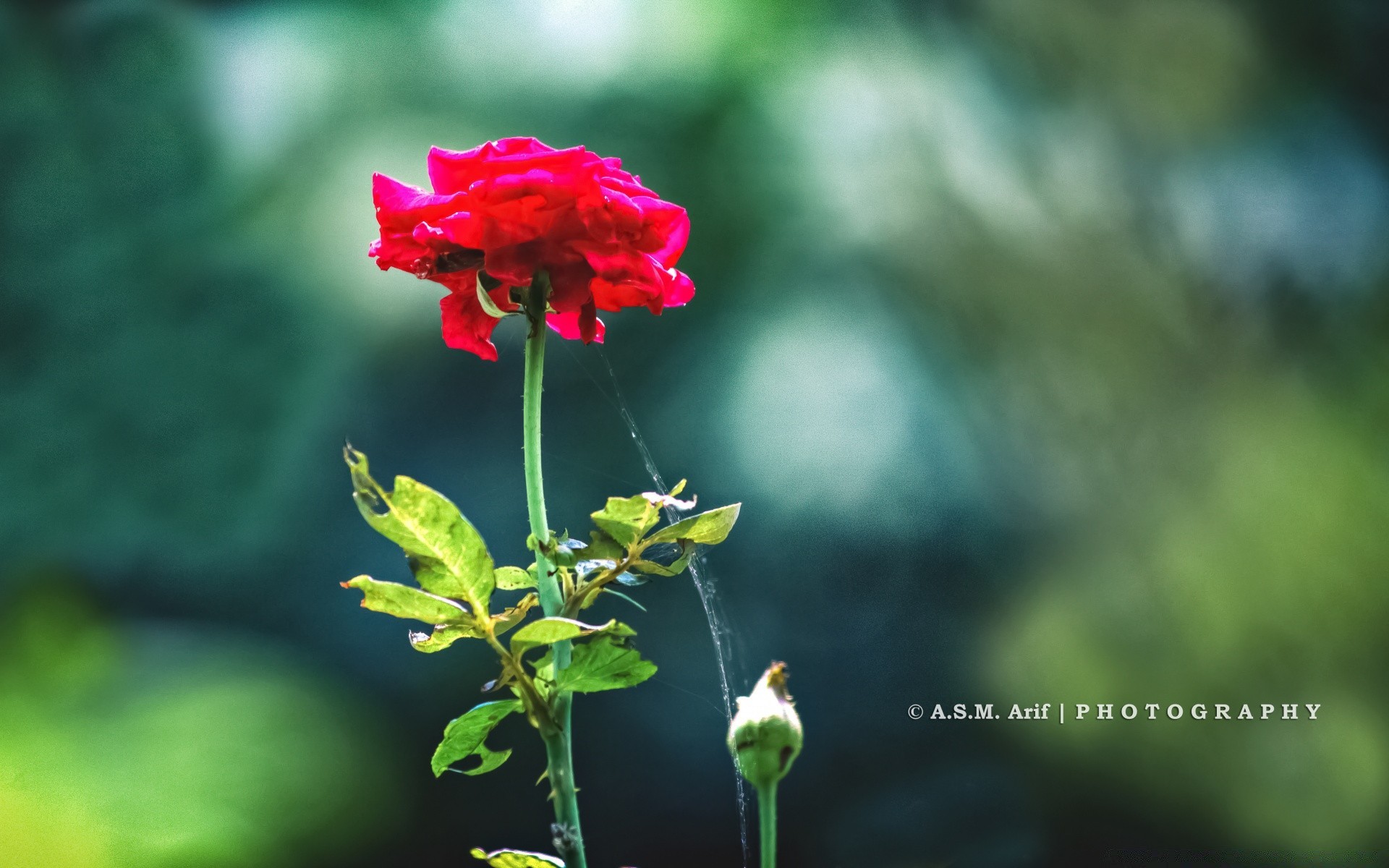 flowers nature flower leaf outdoors flora summer garden growth petal bright fair weather