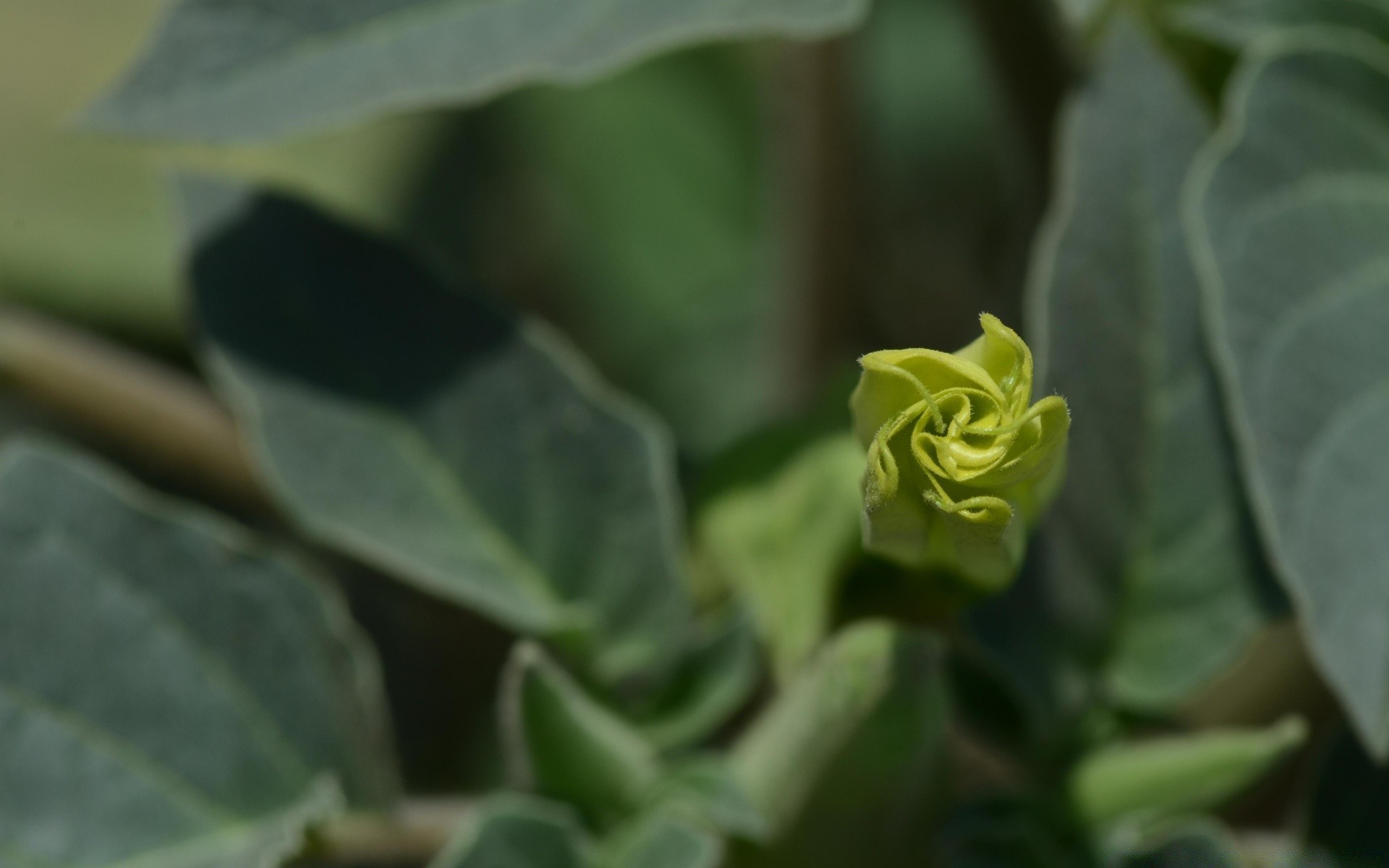 kwiaty liść flora natura jedzenie wzrost ogród zbliżenie lato kwiat pulpit świeżość kolor warzywo na zewnątrz w pobliżu