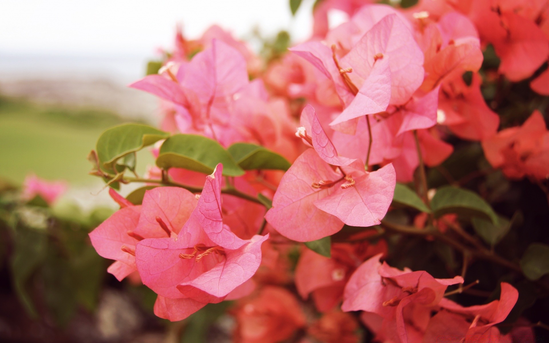 flowers flower nature leaf flora garden color summer blooming rose beautiful petal floral bright close-up shrub season outdoors park