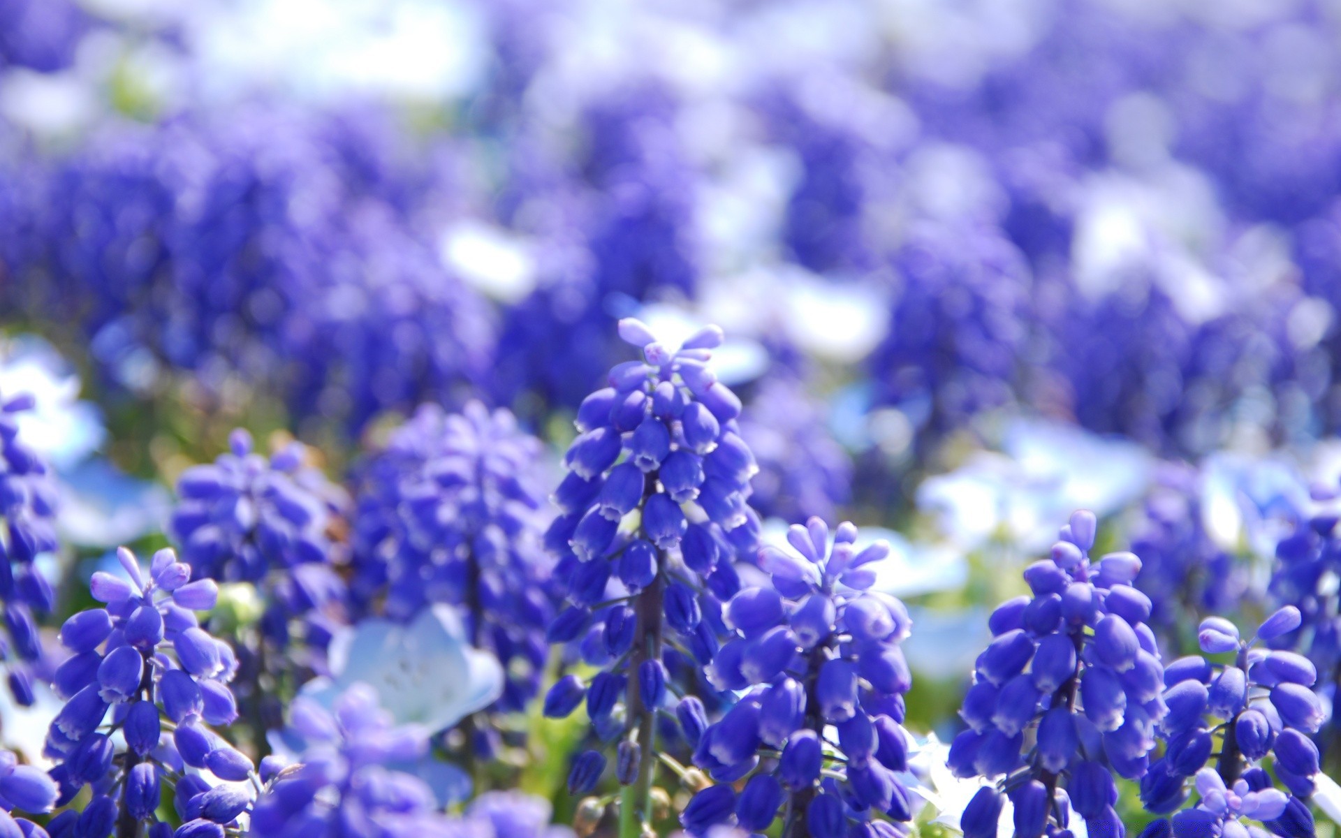 blumen natur blume flora garten sommer blütenblatt blühen im freien saison blumen blatt wachstum feld farbe violet schließen heuhaufen park hell