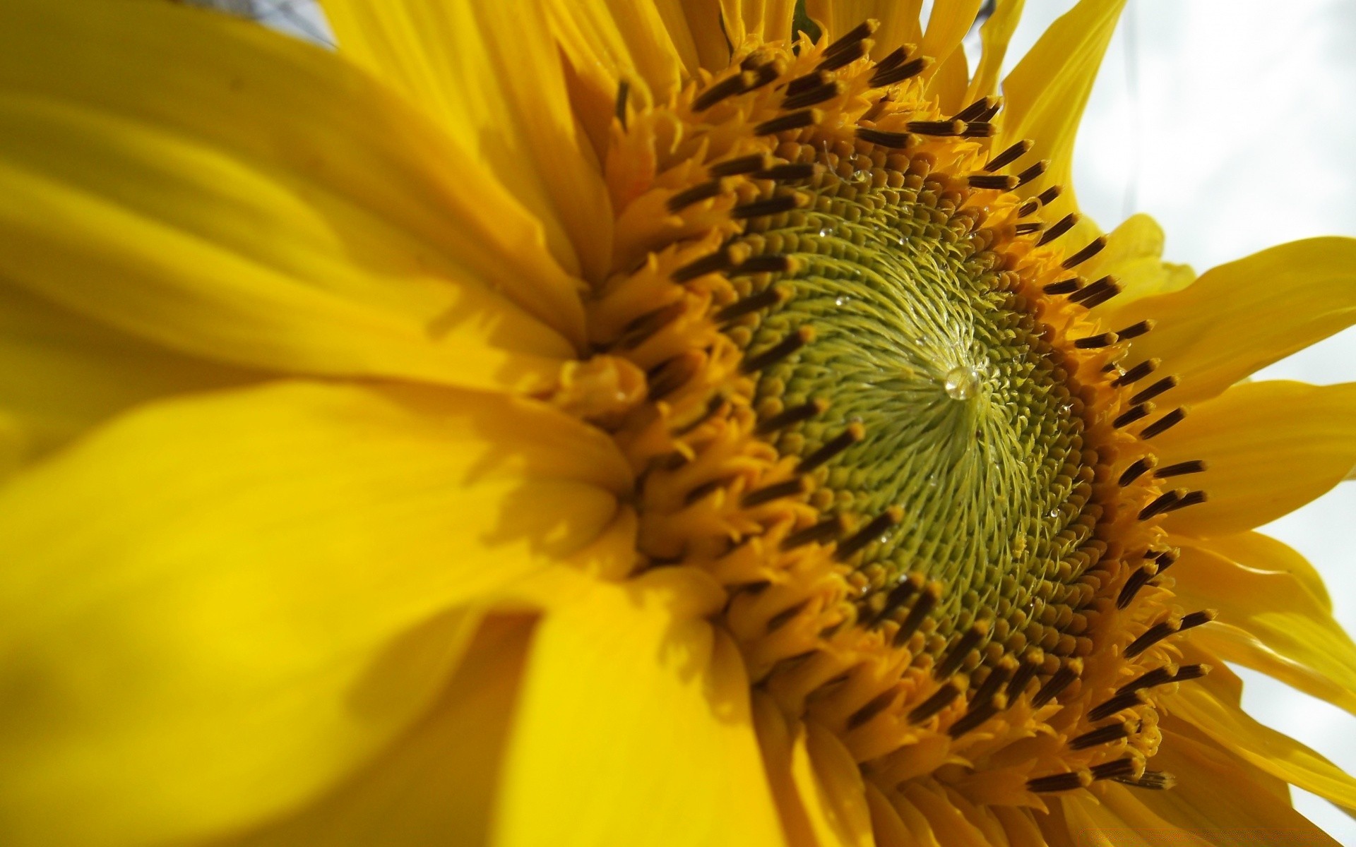 blumen blume natur sonnenblume flora hell sommer pollen schön farbe schließen wachstum blütenblatt garten blatt blühen blumen desktop