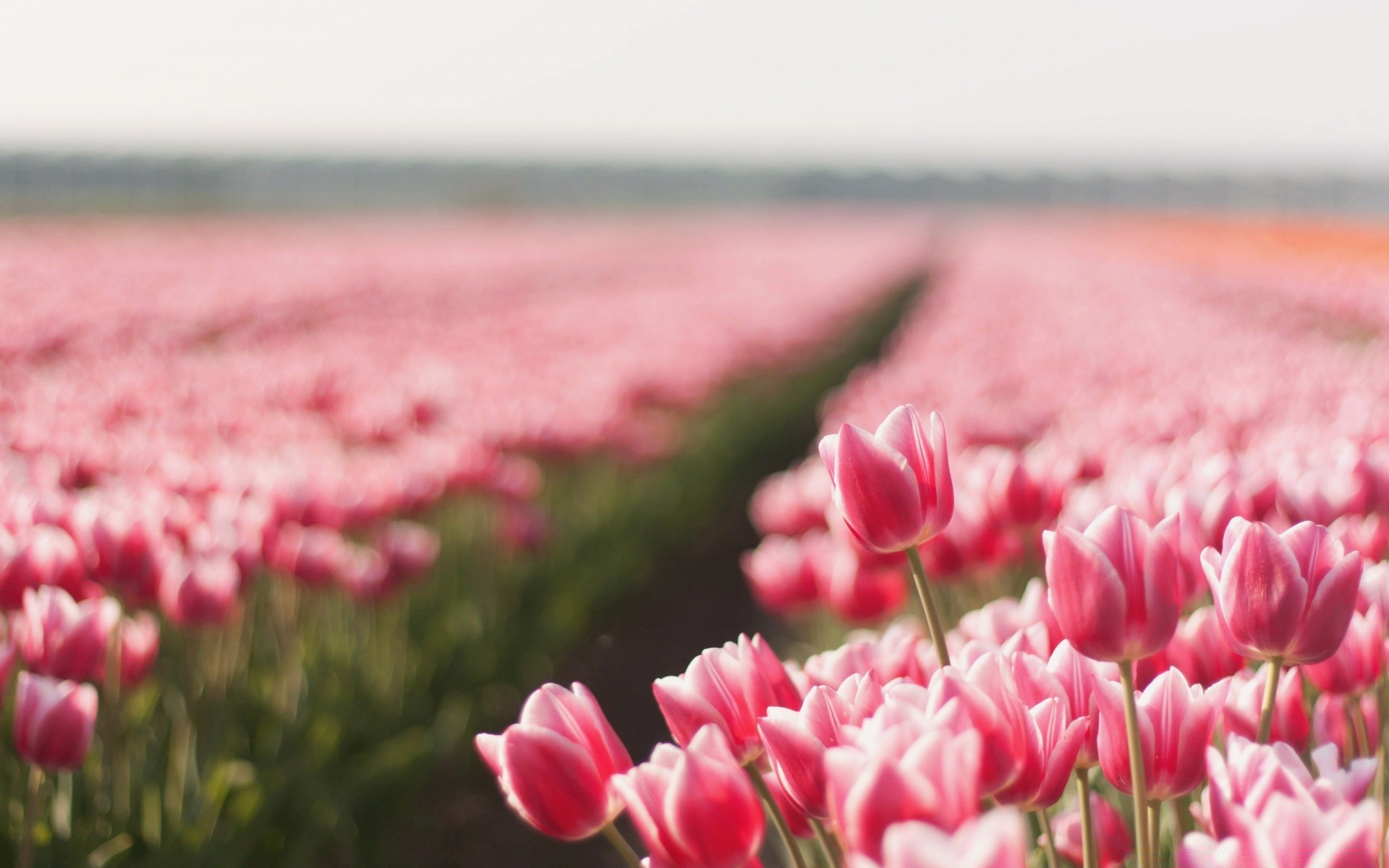 flowers flower tulip nature garden flora field summer color floral blooming petal park leaf bright season easter grass fair weather outdoors