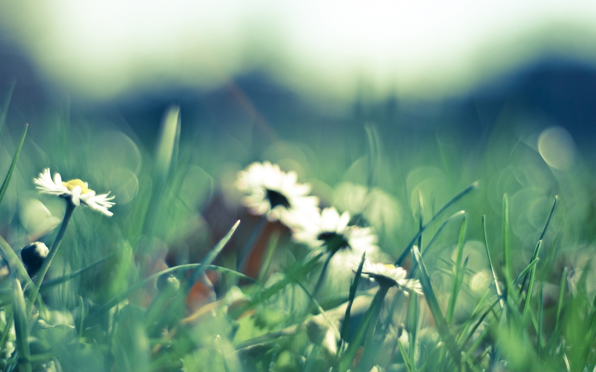 fiori erba fieno fiore estate natura campo bel tempo sole flora rurale sfocatura giardino prato stagione crescita foglia all aperto luminoso primo piano