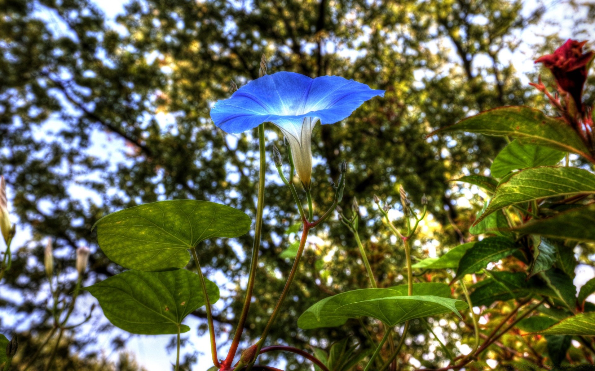 flowers nature leaf flora summer tree outdoors garden flower color bright growth season fair weather close-up beautiful branch environment park sky