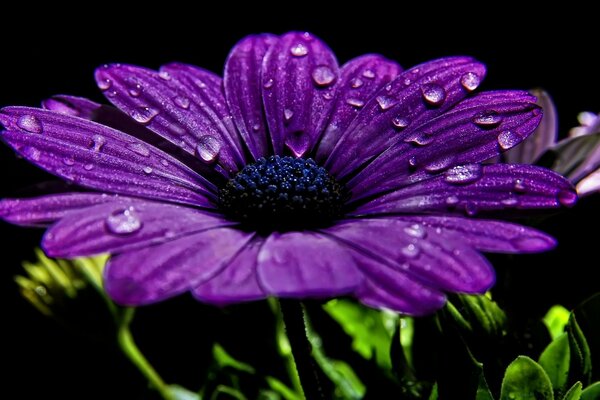 Belle fleur pourpre sur fond noir