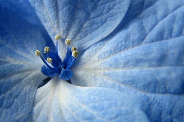 That flower smells like a fairy tale