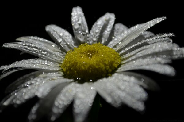 Closeup di un bel fiore margherita