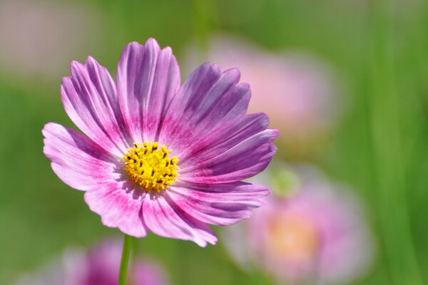 Il fiore, viola, sembra una margherita