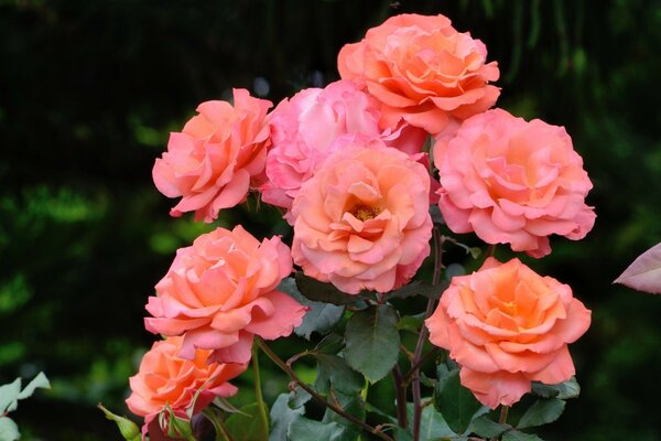 A bush of pink roses on a blurry background