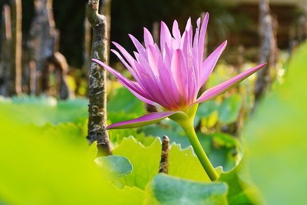 Foto einer rosa Blume auf einem Waldhintergrund